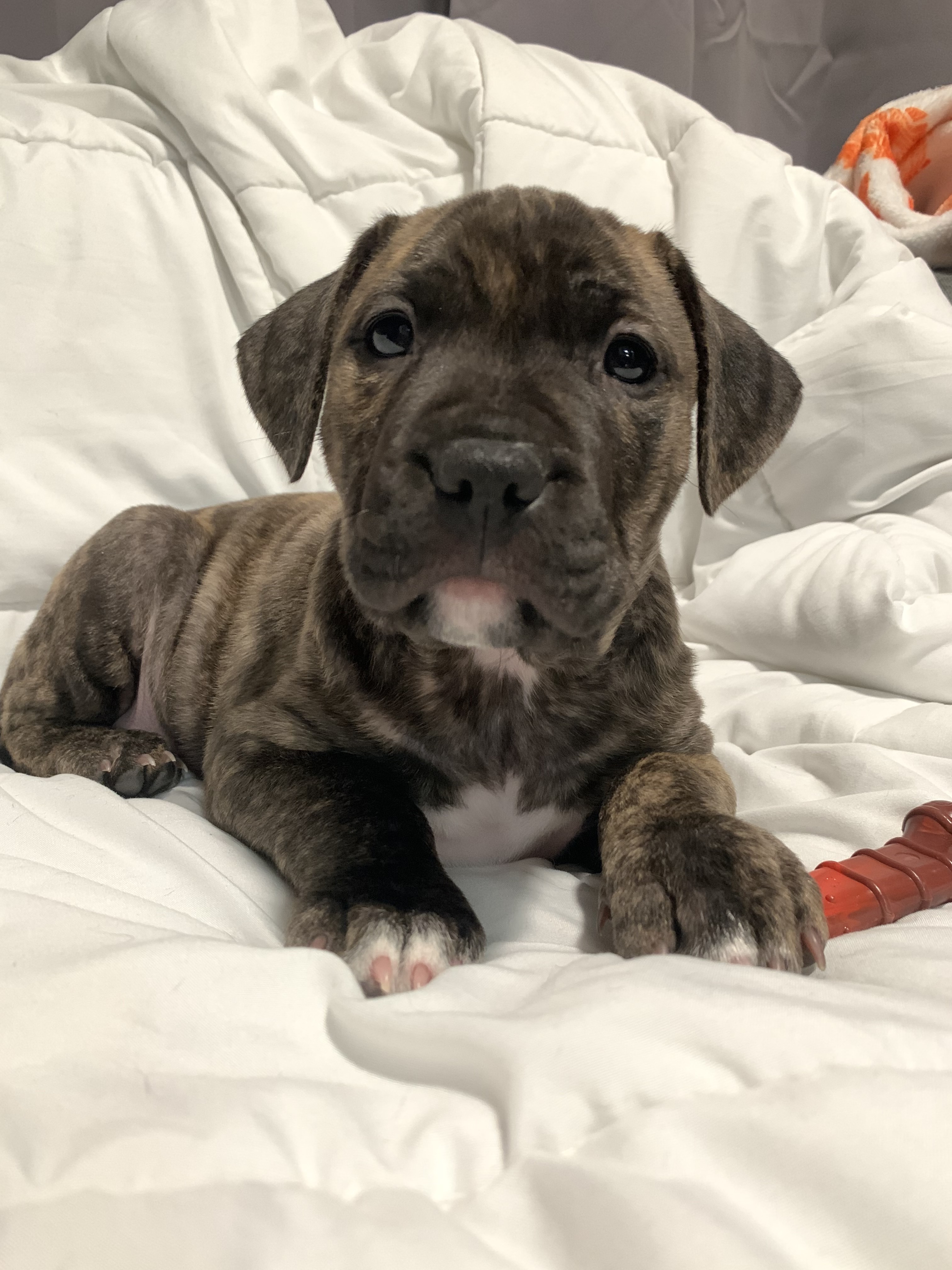 ADOPTED!!! Kujo now Romeo :), Adopted, Puppy Male Pit Bull Terrier.