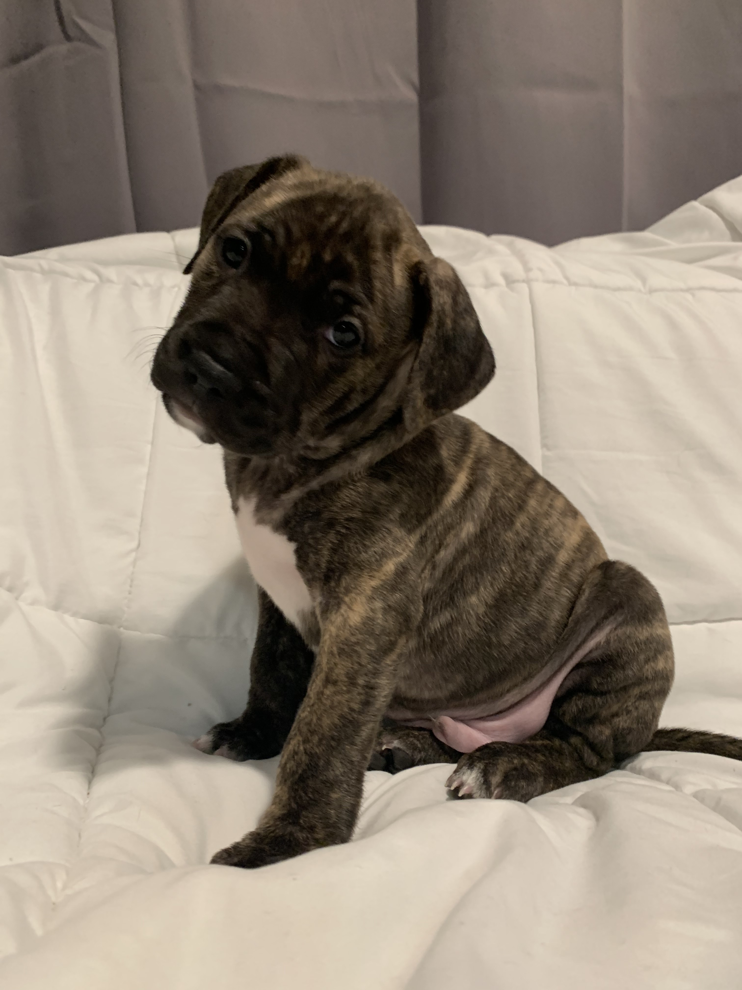 Enlarge ADOPTED!!! Kujo now Romeo :), a Adopted mixed breed in Southbury, CT image 2/4