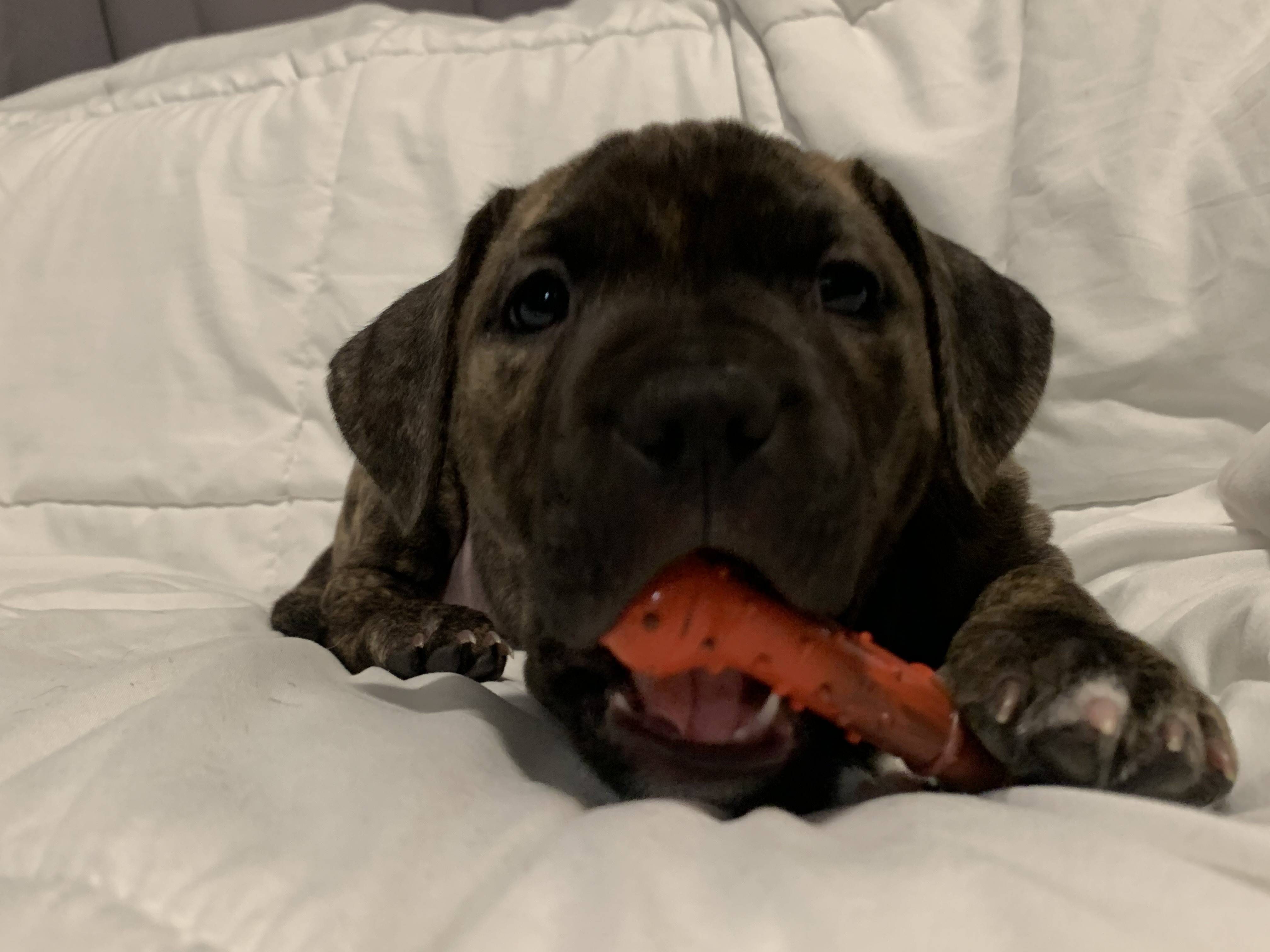 Enlarge ADOPTED!!! Kujo now Romeo :), a Adopted mixed breed in Southbury, CT image 3/4