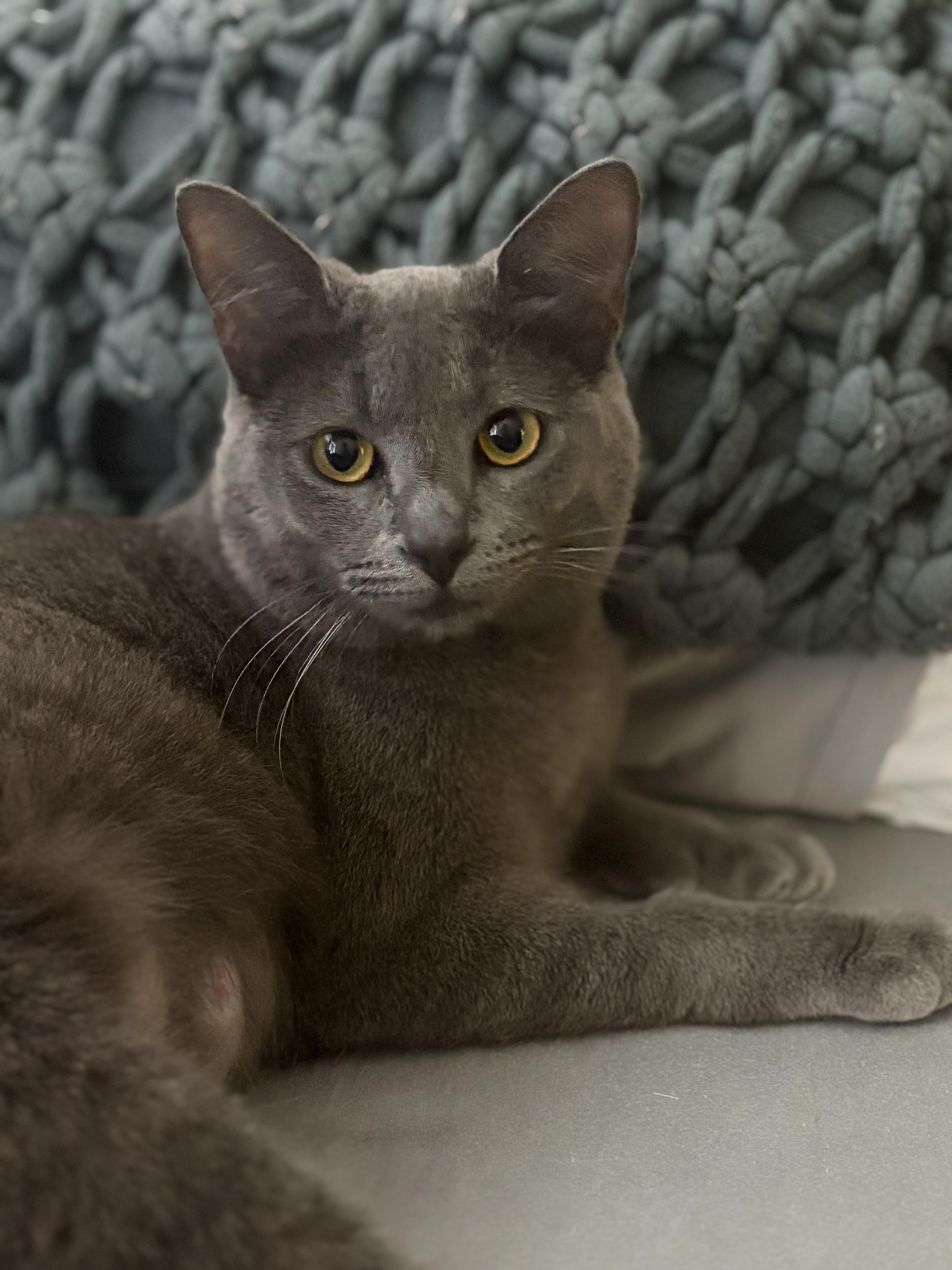 Moonstone, ADOPTABLE, Young Female Domestic Short Hair.