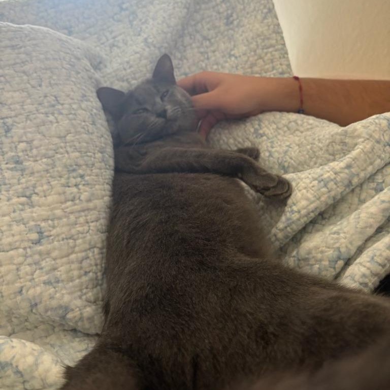 Enlarge Moonstone, a ADOPTABLE Domestic Short Hair in San Francisco, CA image 3/5