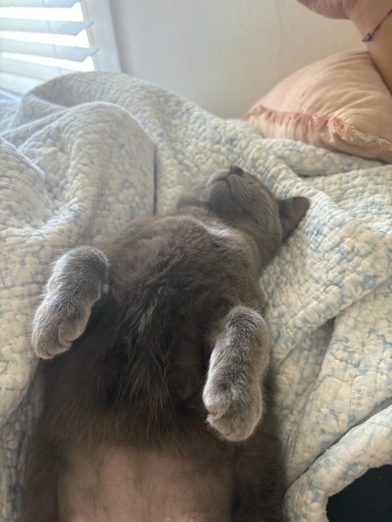 Enlarge Moonstone, a ADOPTABLE Domestic Short Hair in San Francisco, CA image 2/5