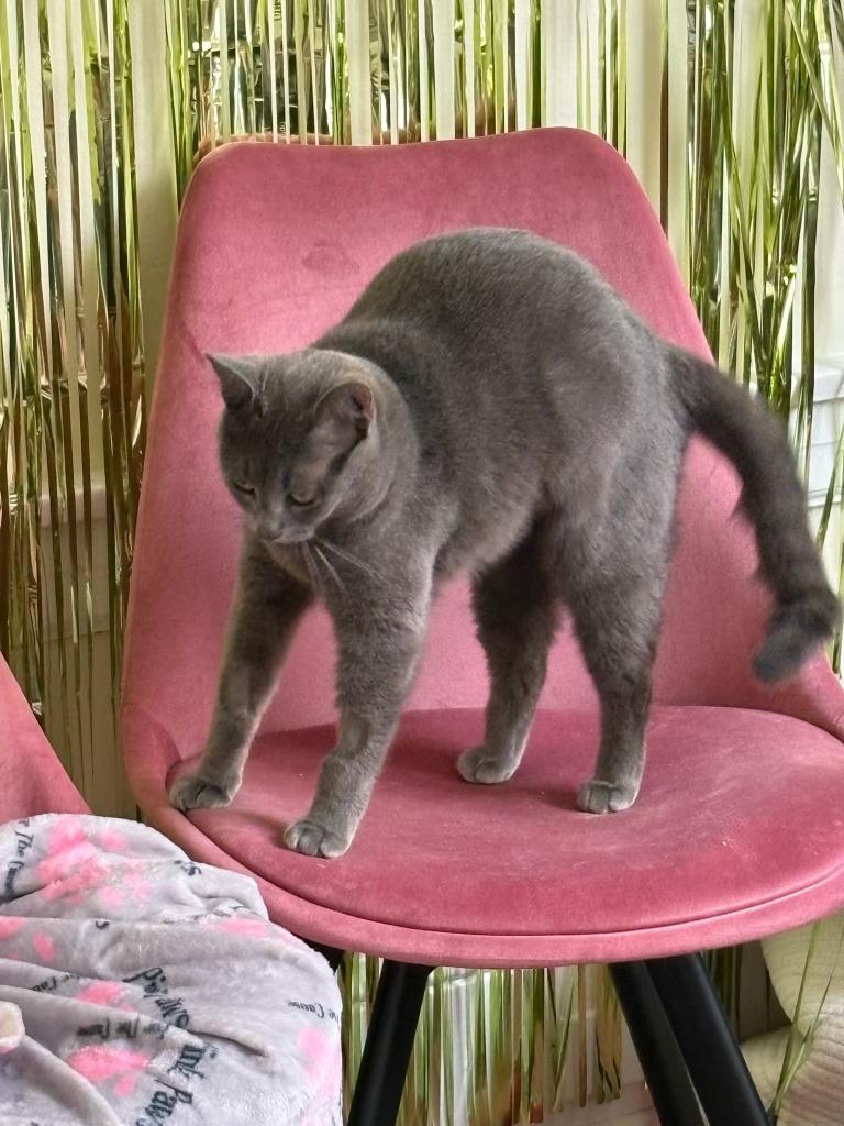 Enlarge Moonstone, a ADOPTABLE Domestic Short Hair in San Francisco, CA image 4/5