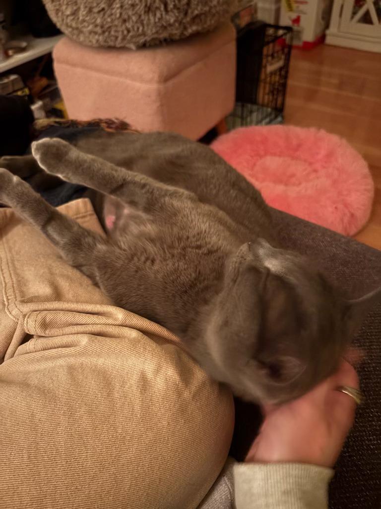 Enlarge Moonstone, a ADOPTABLE Domestic Short Hair in San Francisco, CA image 5/5