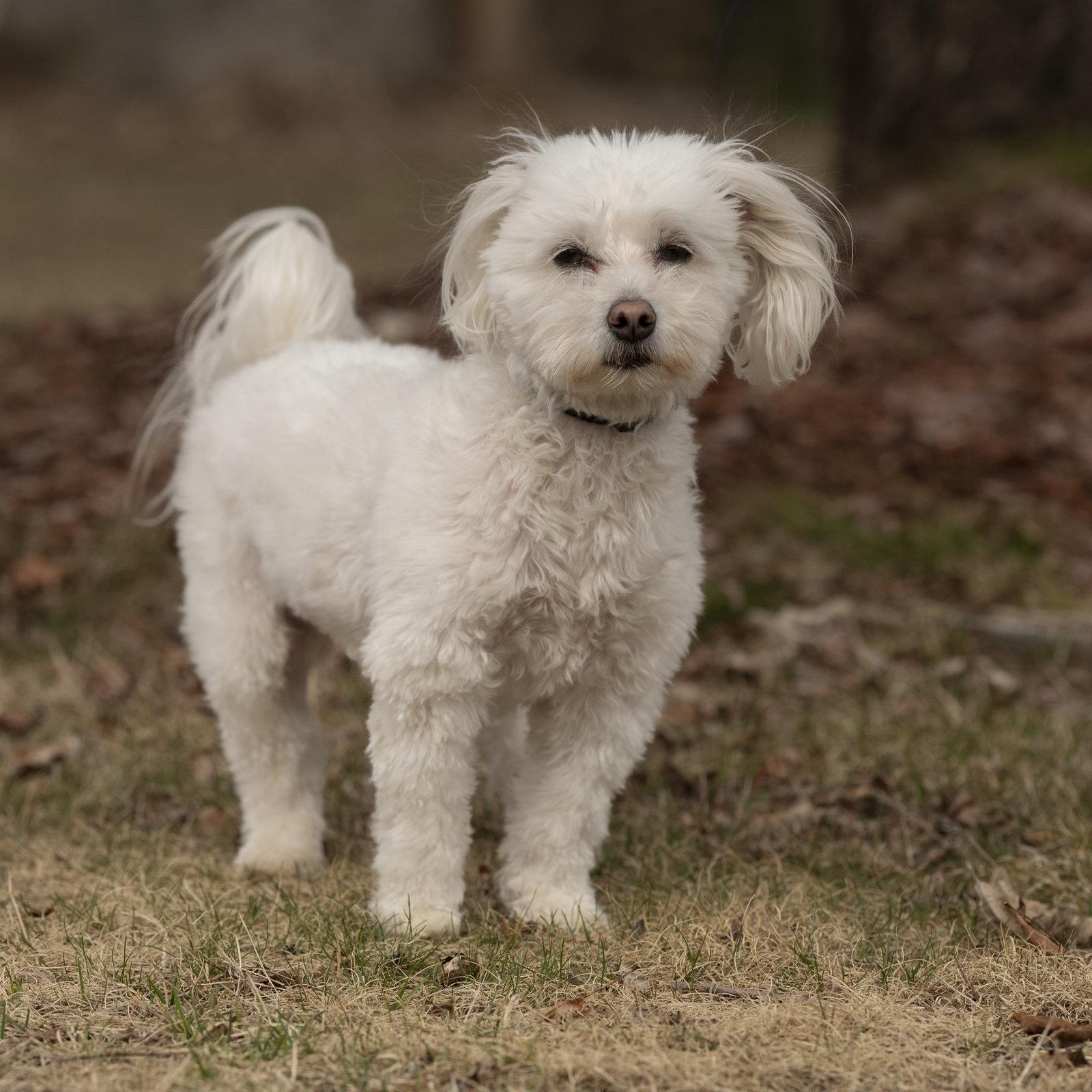 Enlarge Nolan, a Adoptable mixed breed in Woodbridge, CT image 2/3