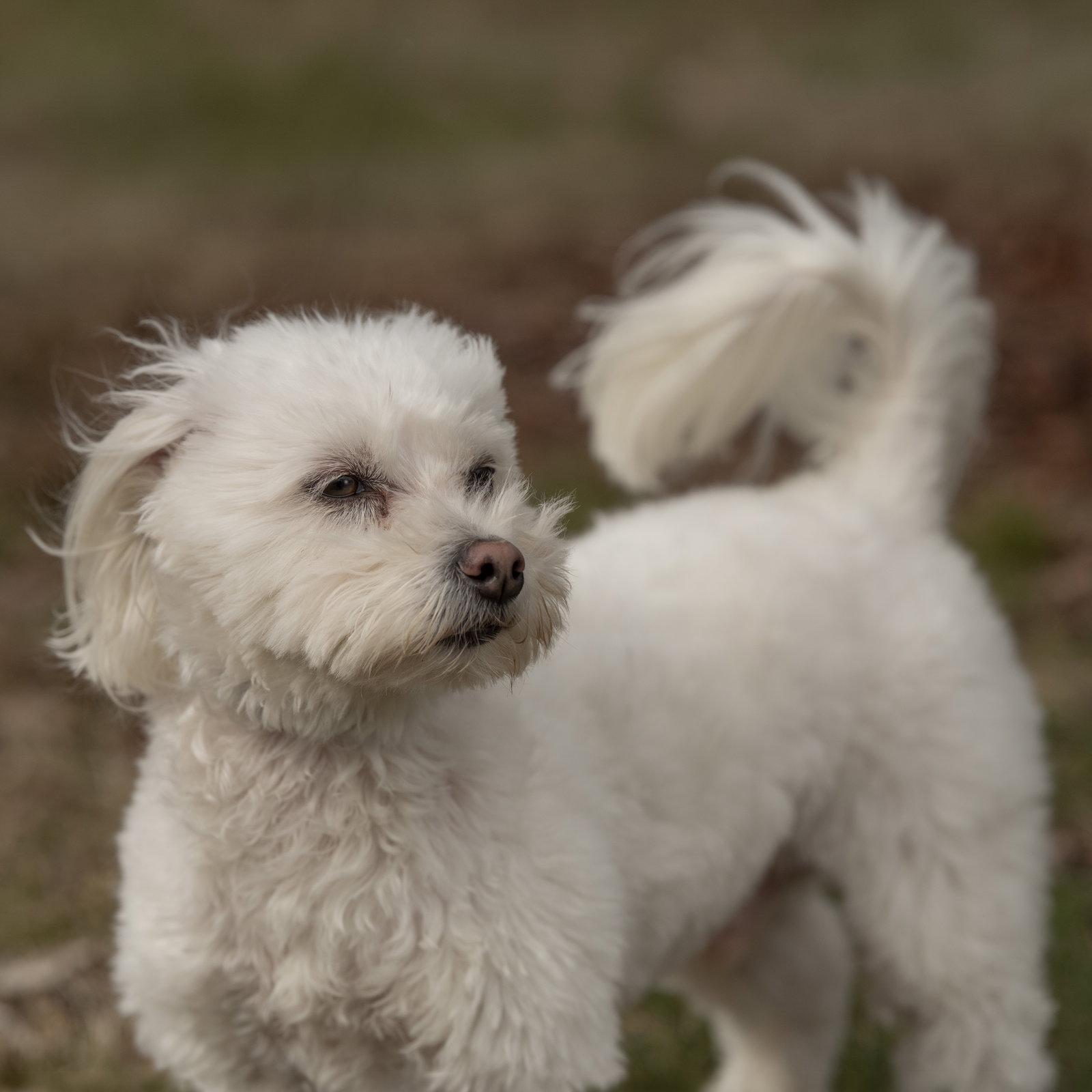 Enlarge Nolan, a Adoptable mixed breed in Woodbridge, CT image 3/3