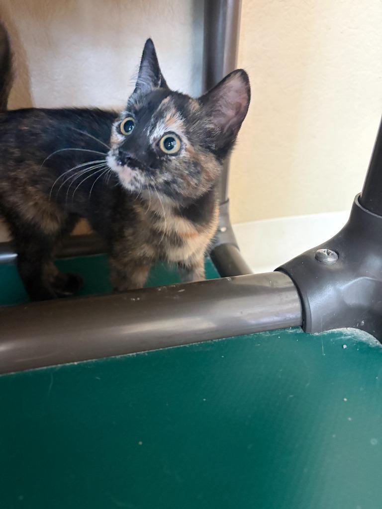 Tiddlywinks, Adoptable, Kitten Female Domestic Short Hair.