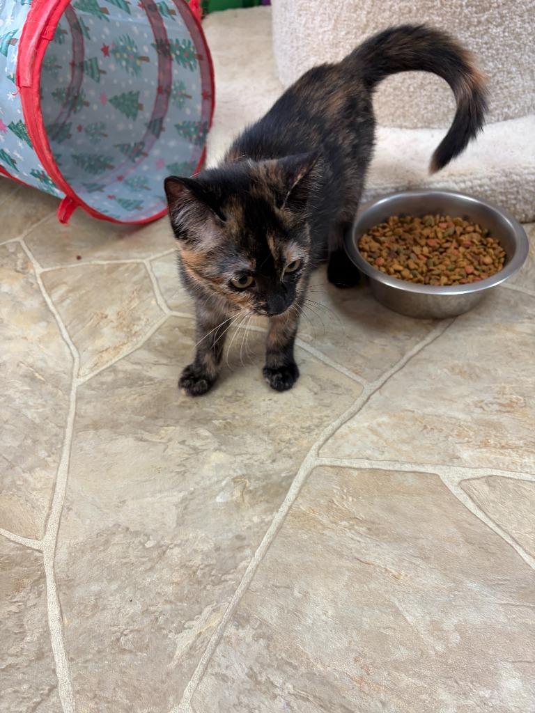 Enlarge Tiddlywinks, a Adoptable mixed breed in Neillsville, WI image 3/4