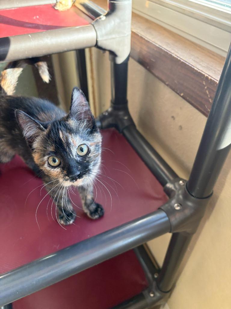 Enlarge Tiddlywinks, a Adoptable mixed breed in Neillsville, WI image 4/4