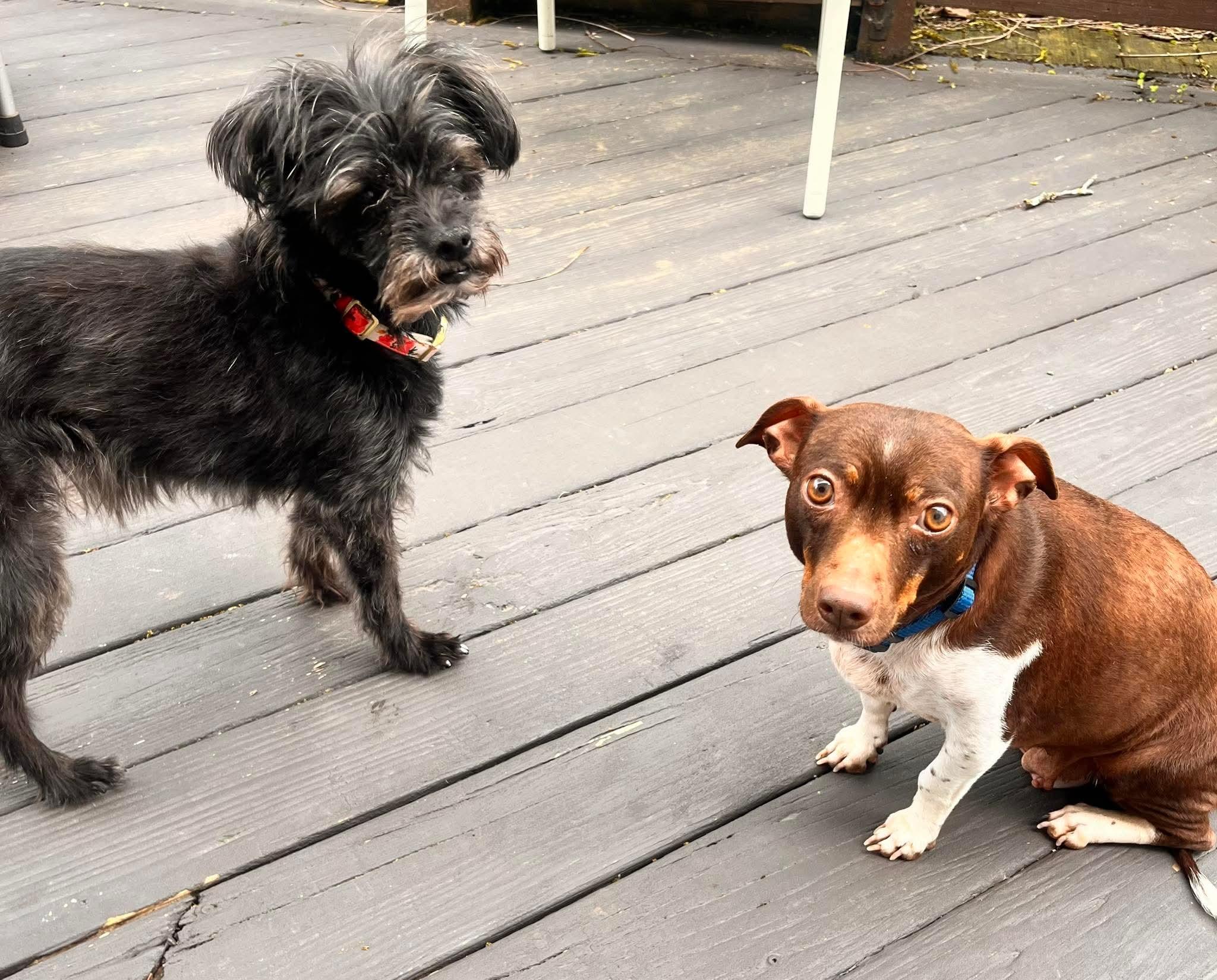 Violet, a ADOPTABLE Mixed Breed in Rochester , NY image 3/4