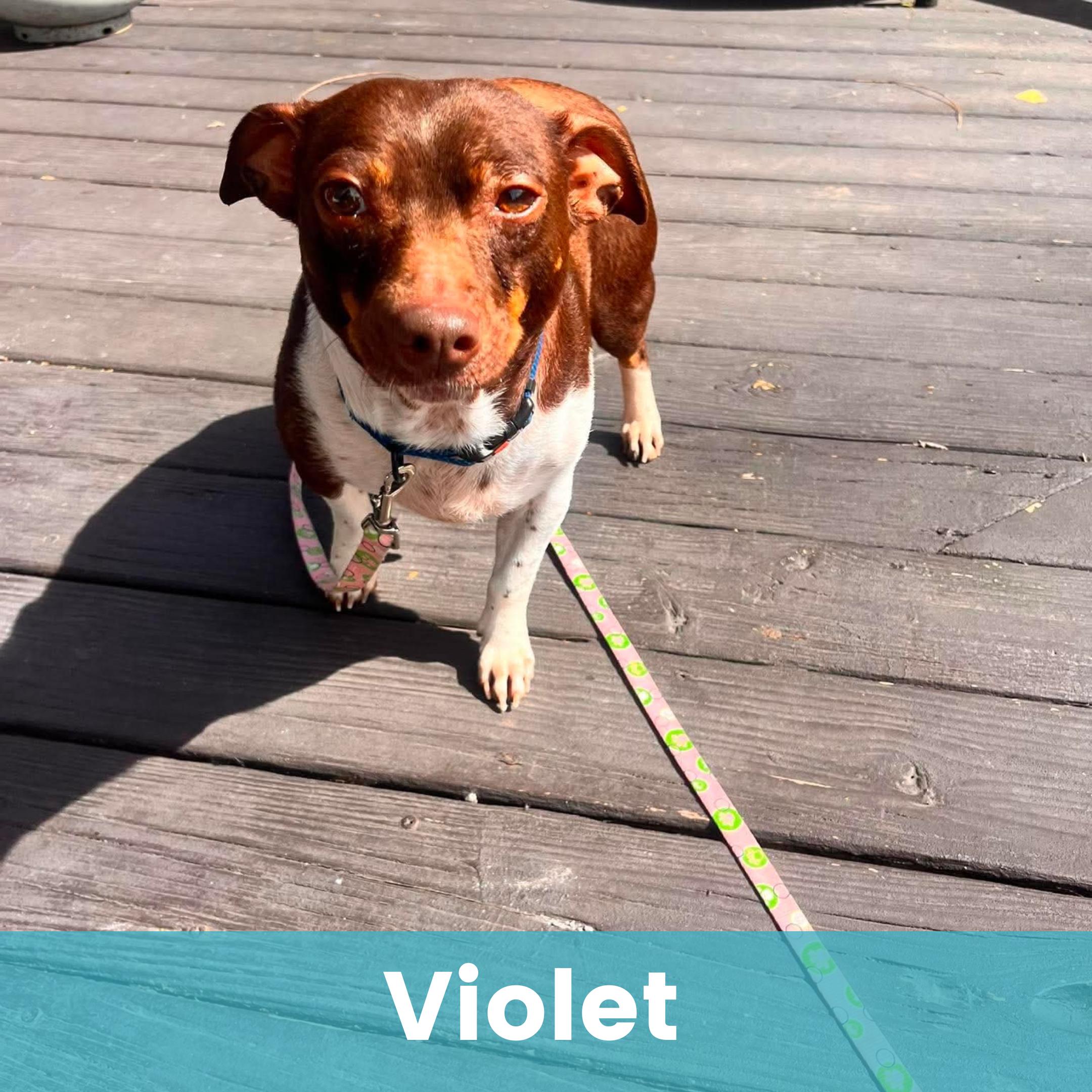 Violet, ADOPTABLE, Adult Female Mixed Breed.