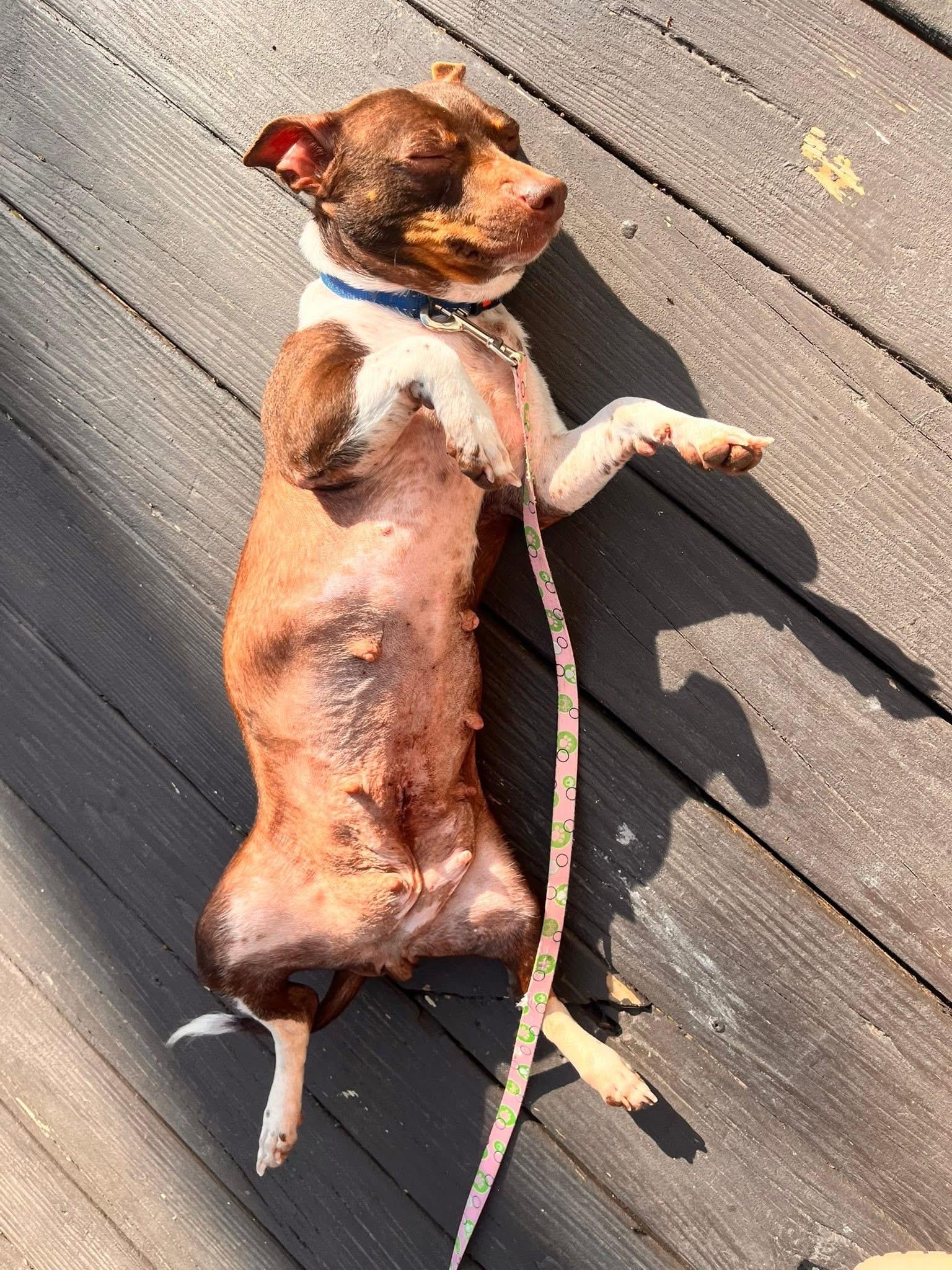 Violet, a ADOPTABLE Mixed Breed in Rochester , NY image 2/4