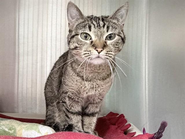 FAMKE, Adoptable, Young Female Domestic Short Hair.