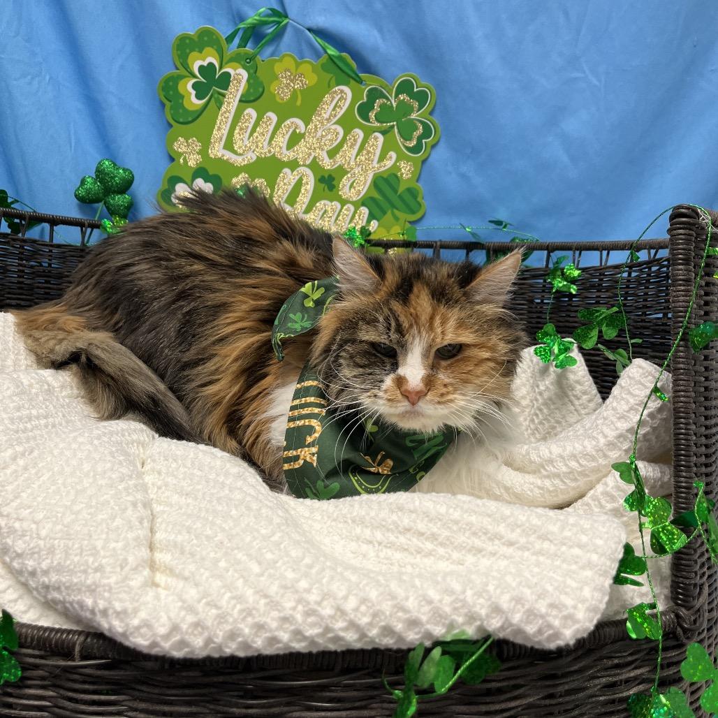 Enlarge Braelynn, a Adoptable Domestic Long Hair in Henderson, NV image 1/1