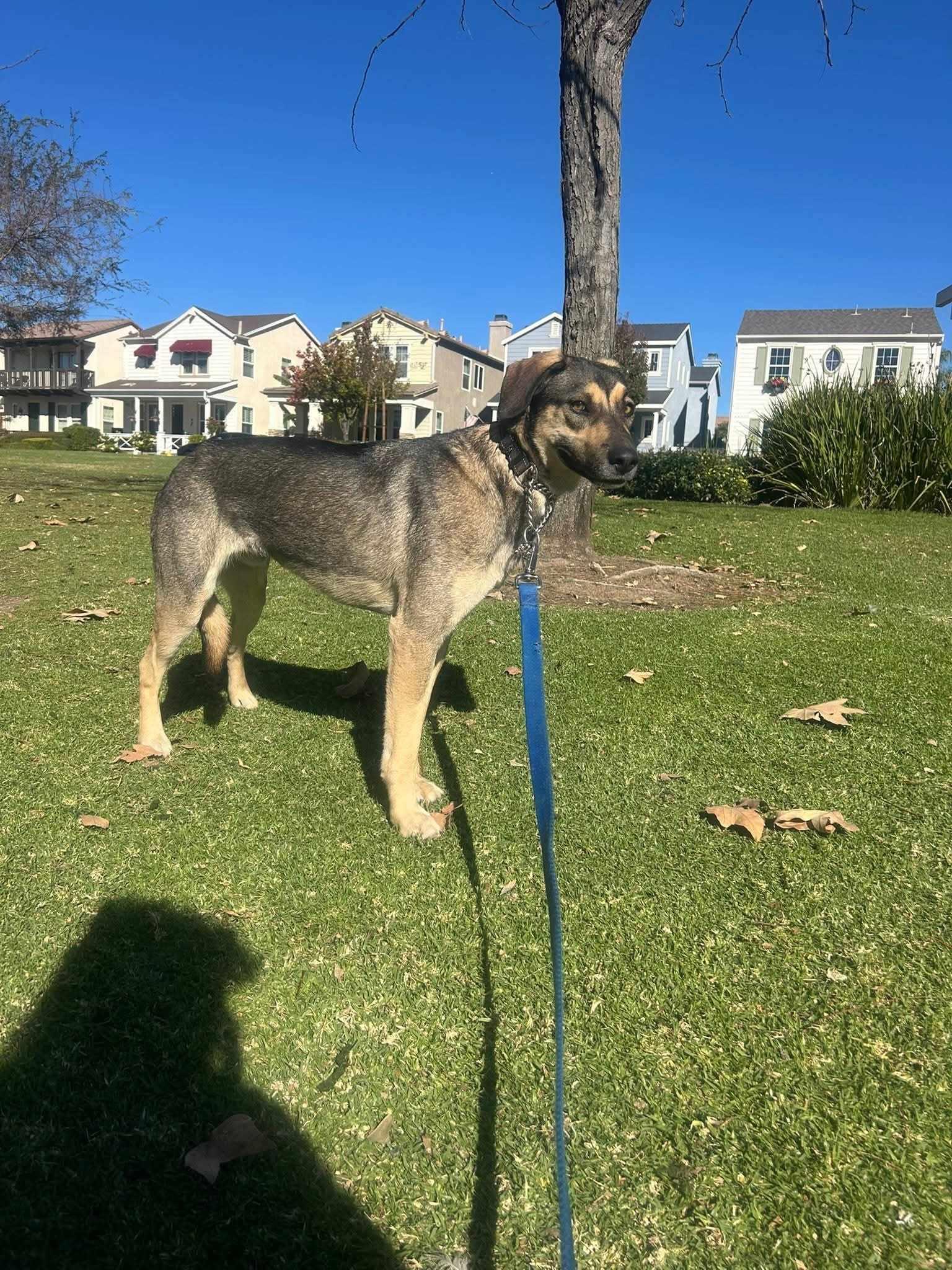 Diego, a ADOPTABLE mixed breed in Temecula, CA image 6/6
