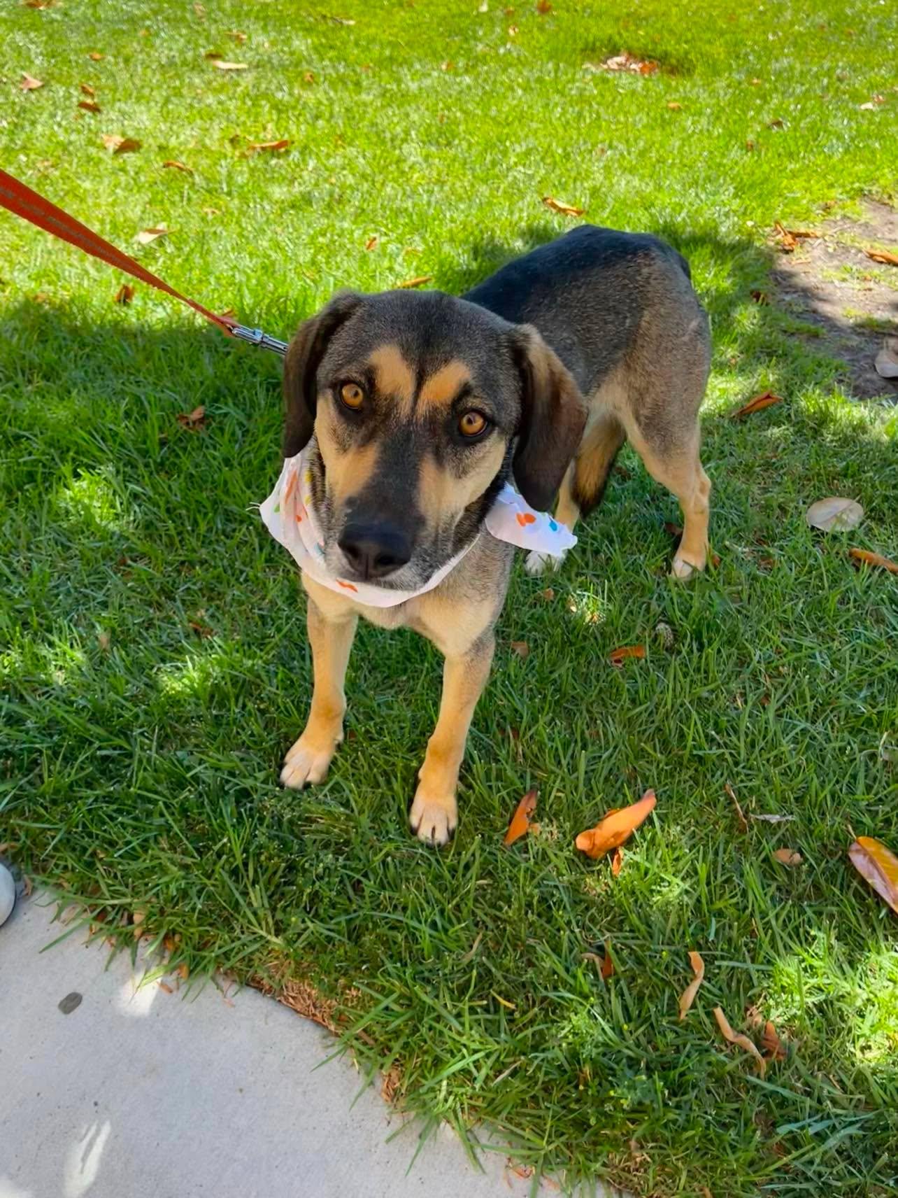 Diego, ADOPTABLE, Young Male Shepherd.