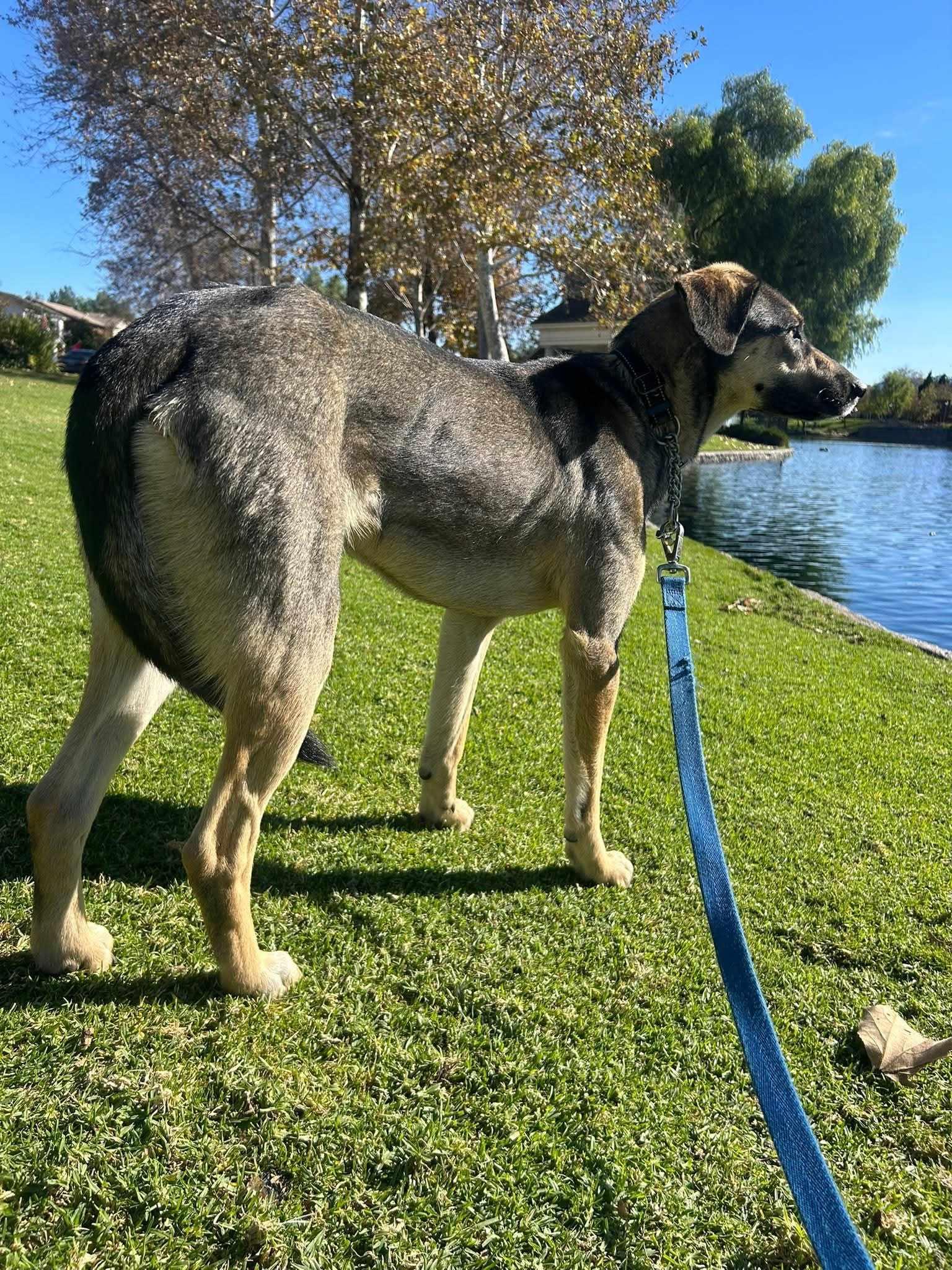Diego, a ADOPTABLE mixed breed in Temecula, CA image 5/6