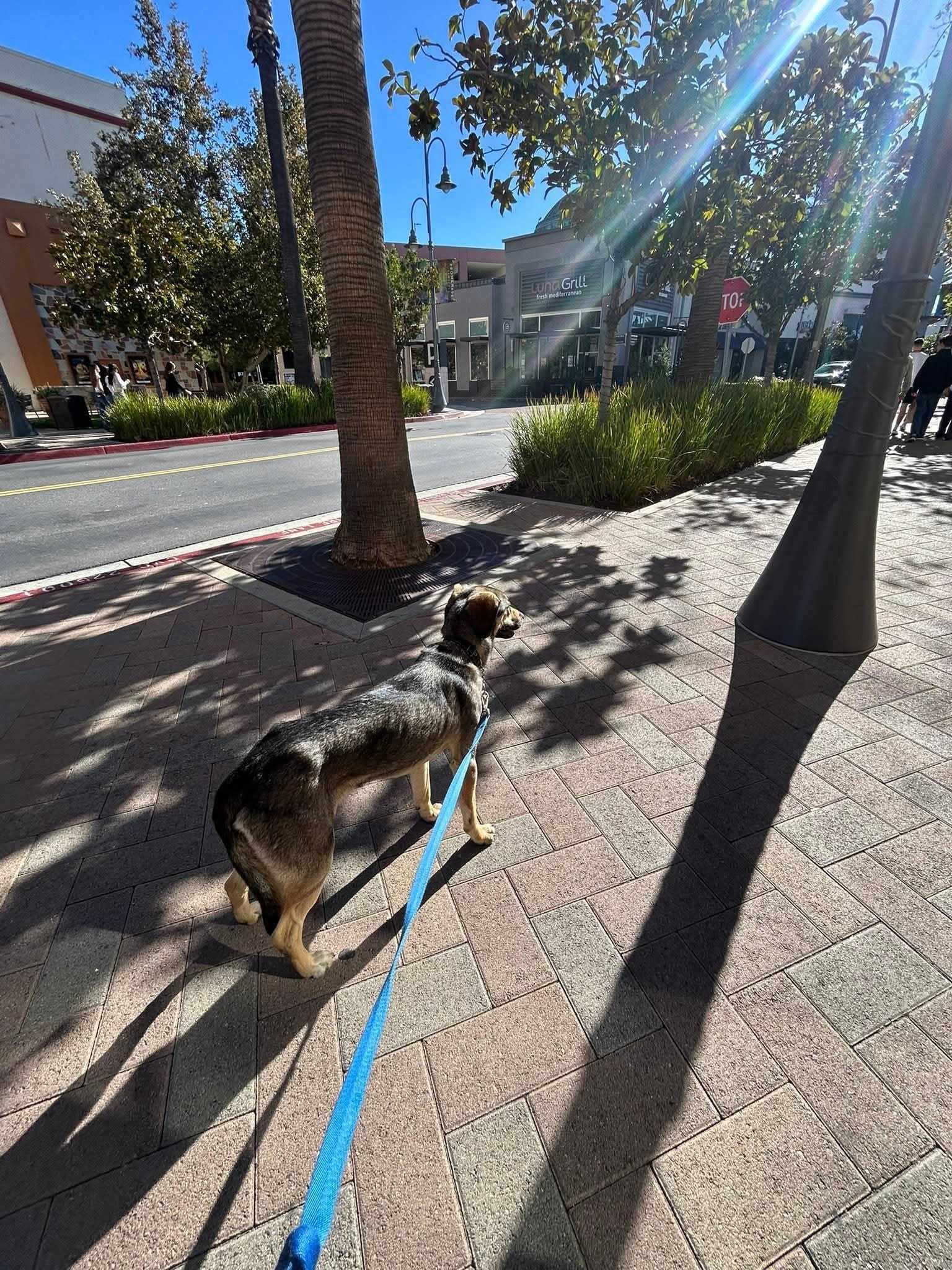 Diego, a ADOPTABLE mixed breed in Temecula, CA image 4/6