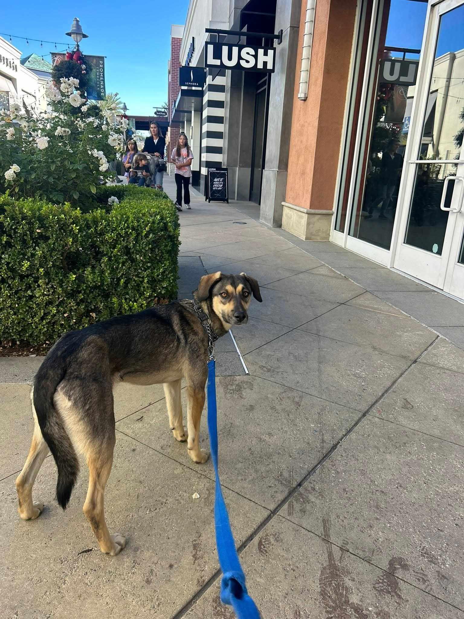 Diego, a ADOPTABLE mixed breed in Temecula, CA image 3/6