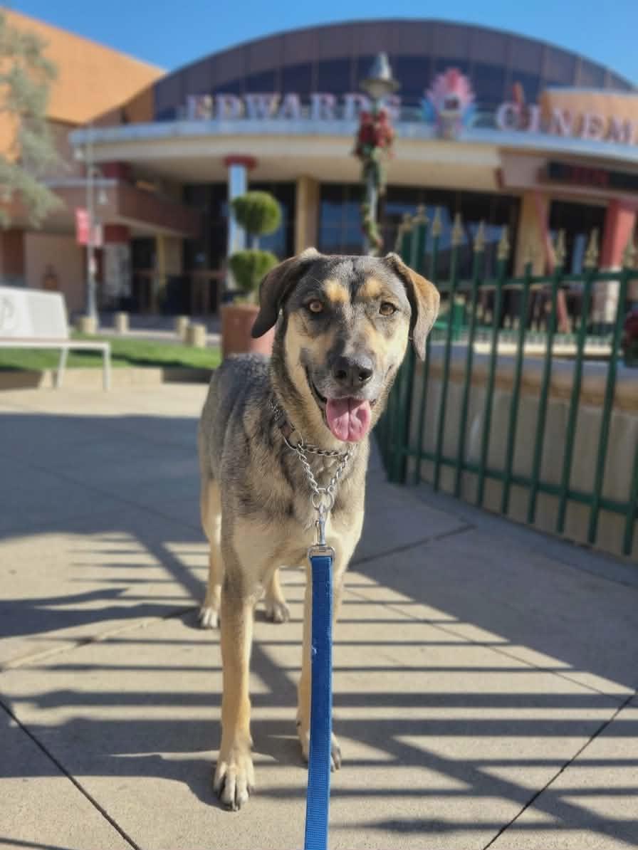 Enlarge Diego, a ADOPTABLE mixed breed in Temecula, CA image 6/6
