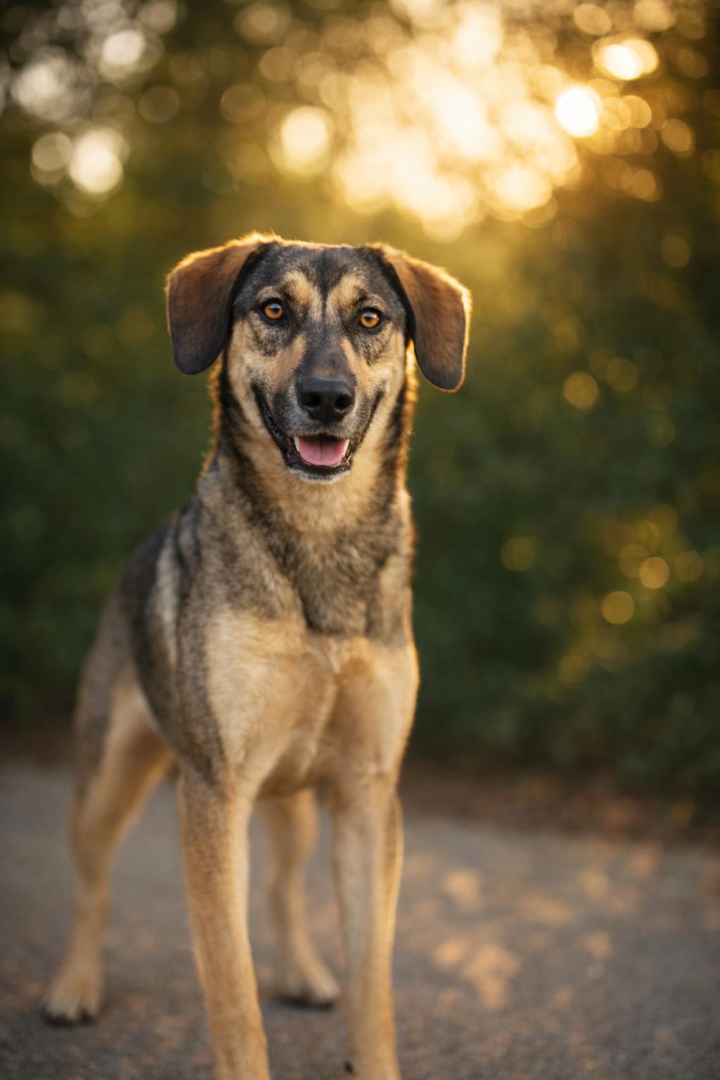 Diego, ADOPTABLE, Young Male Shepherd.