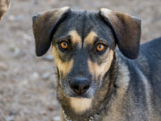 Enlarge Diego, a Adoptable mixed breed in Temecula, CA image 1/6