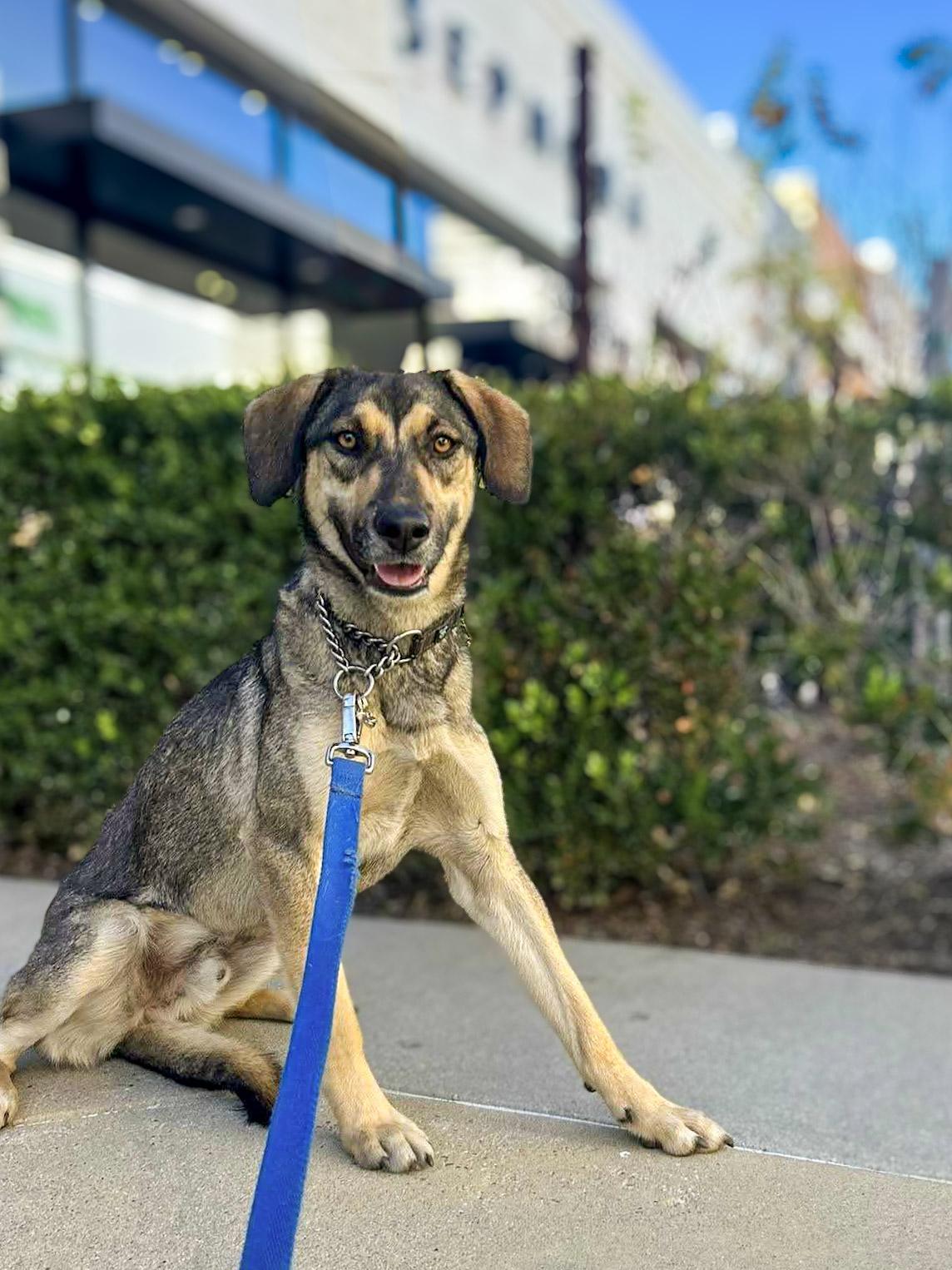 Diego, a ADOPTABLE mixed breed in Temecula, CA image 2/6