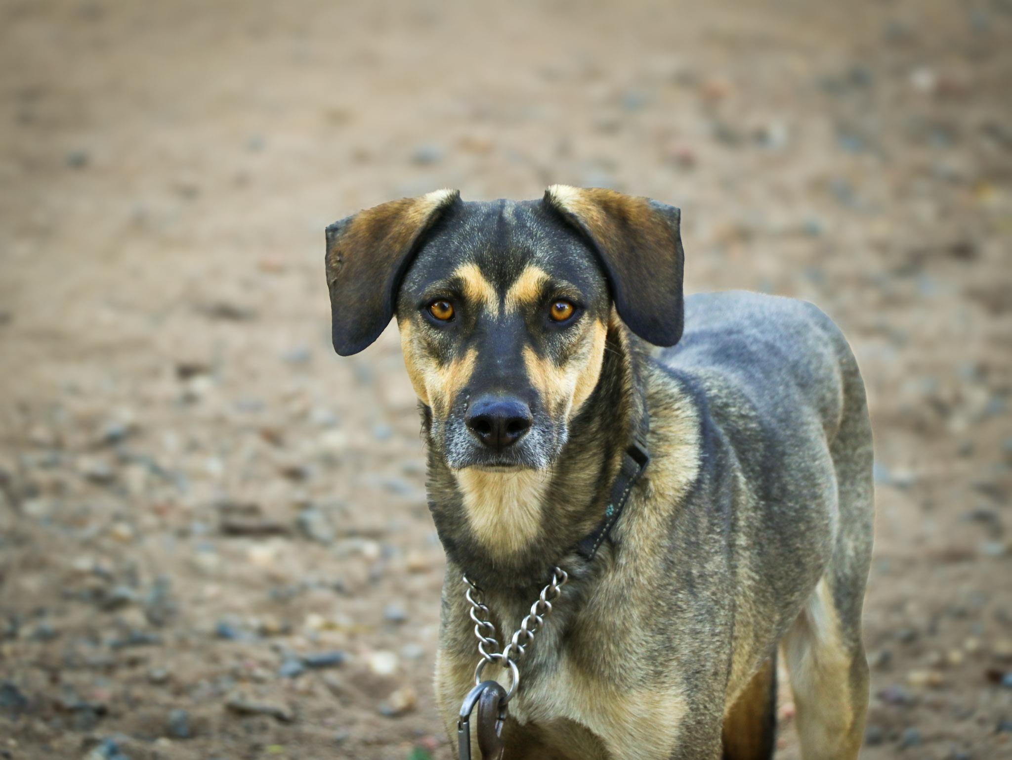 Enlarge Diego, a Adoptable mixed breed in Temecula, CA image 6/6