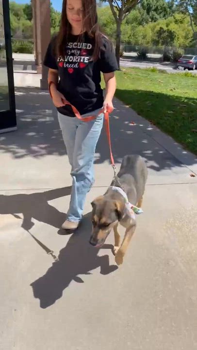 Enlarge Diego, a ADOPTABLE mixed breed in Temecula, CA video 6/6