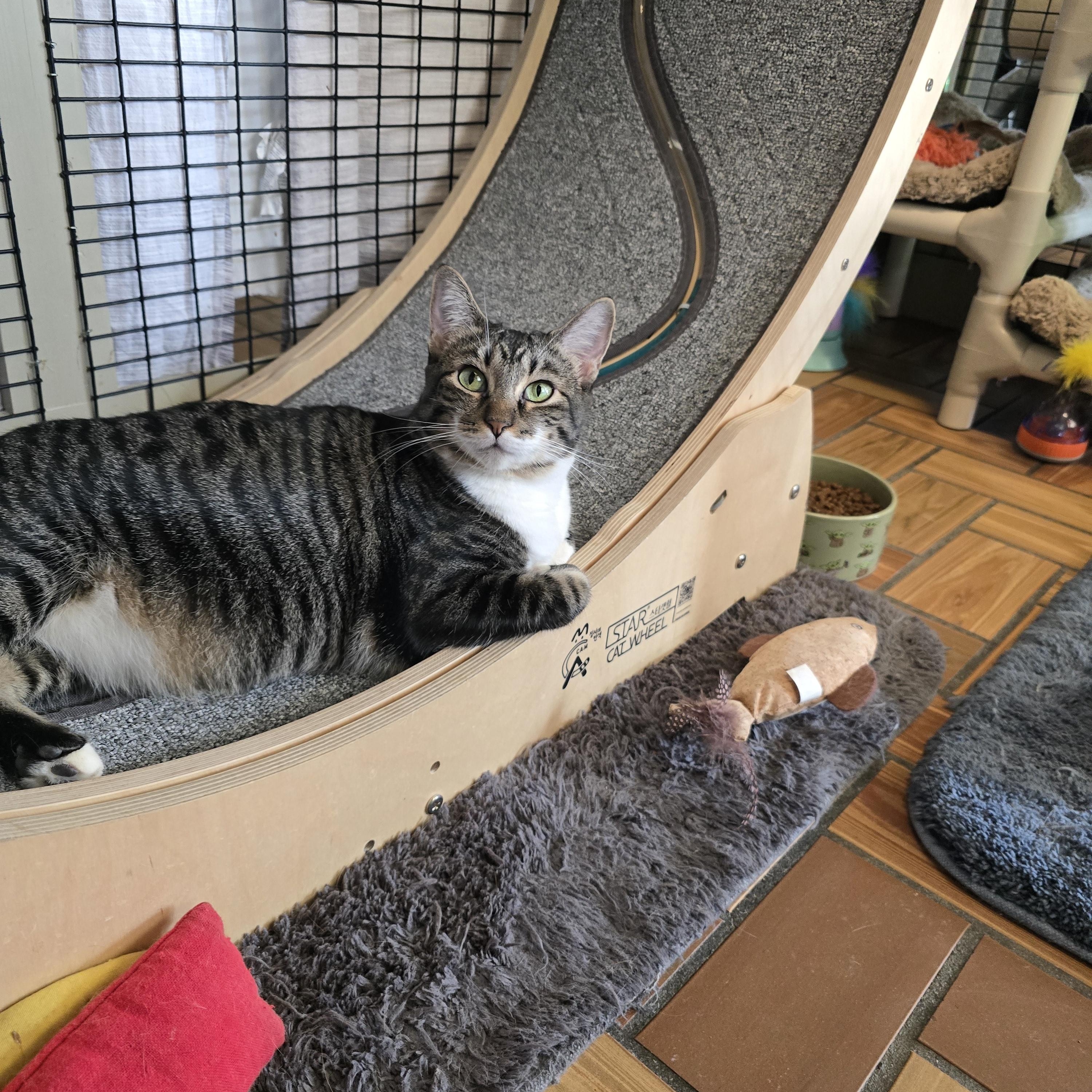 Enlarge Mama Bitsy, Binky, Boots & Bubble, a Adoptable mixed breed in Redwood City, CA image 2/6