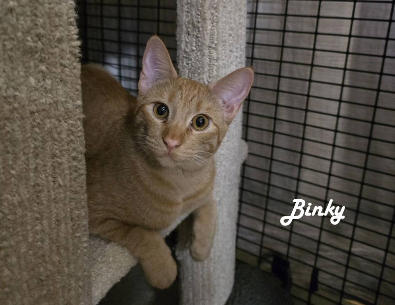 Enlarge Mama Bitsy, Bunny, Little Bean, Binky, Boots & Bubble, an adoptable mixed breed in Redwood City, CA image 4/6