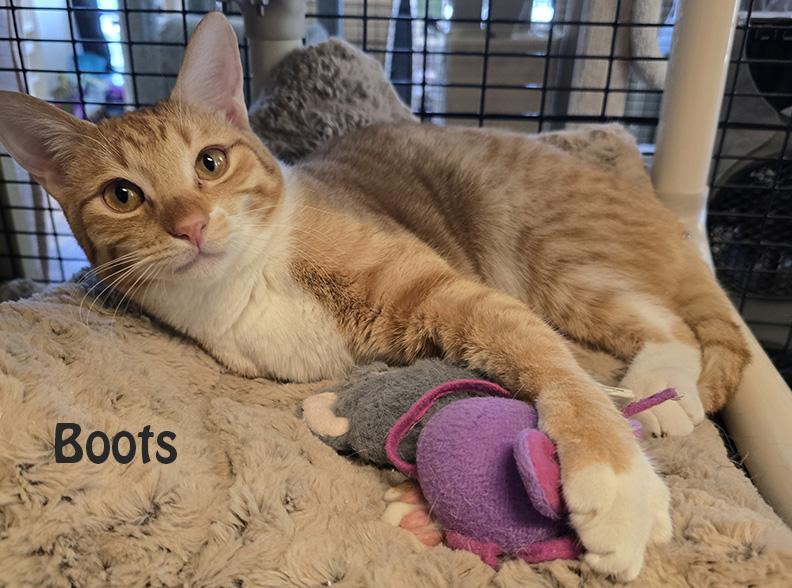 Enlarge Mama Bitsy, Bunny, Little Bean, Binky, Boots & Bubble, an adoptable mixed breed in Redwood City, CA image 6/6