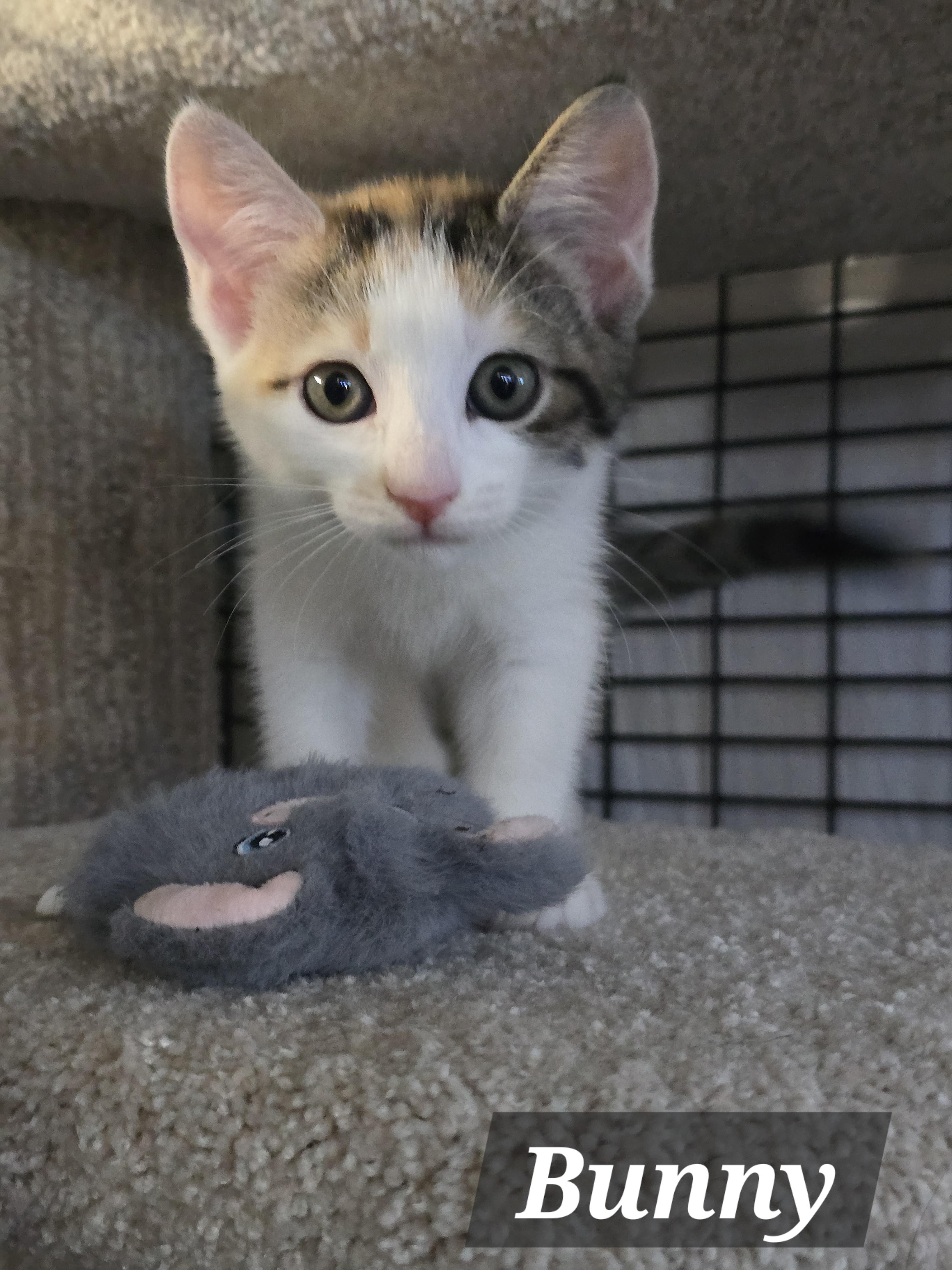 Enlarge Bitsy & Babies (Part 1), a Adoptable mixed breed in Redwood City, CA image 4/4