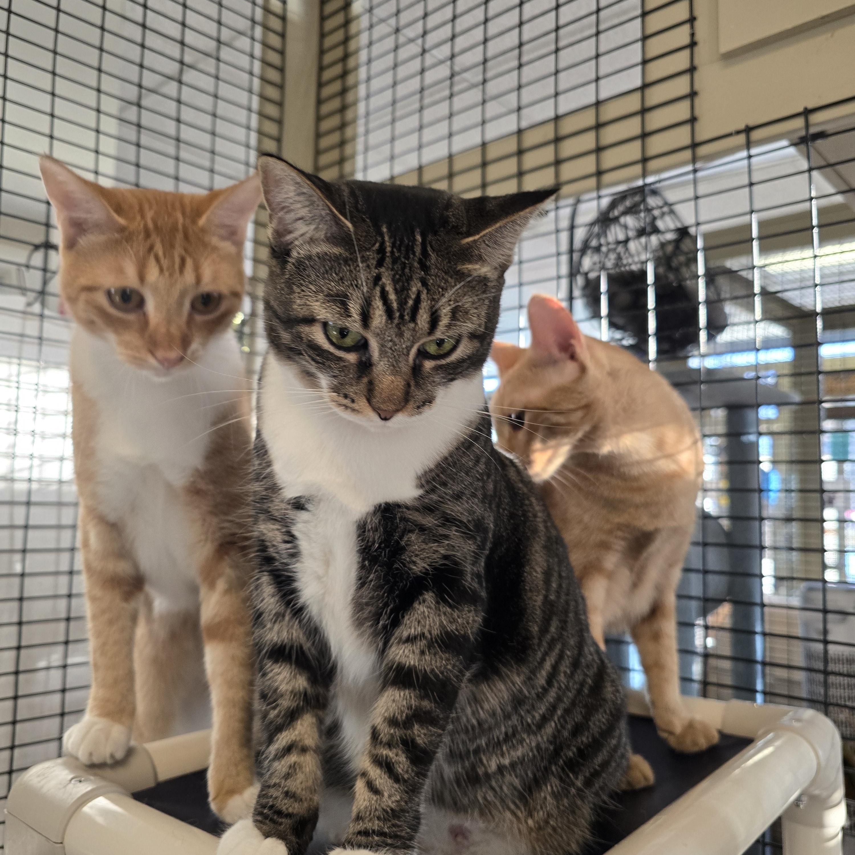 Mama Bitsy, Binky, Boots & Bubble, Adoptable, Young Female Tabby & Abyssinian.