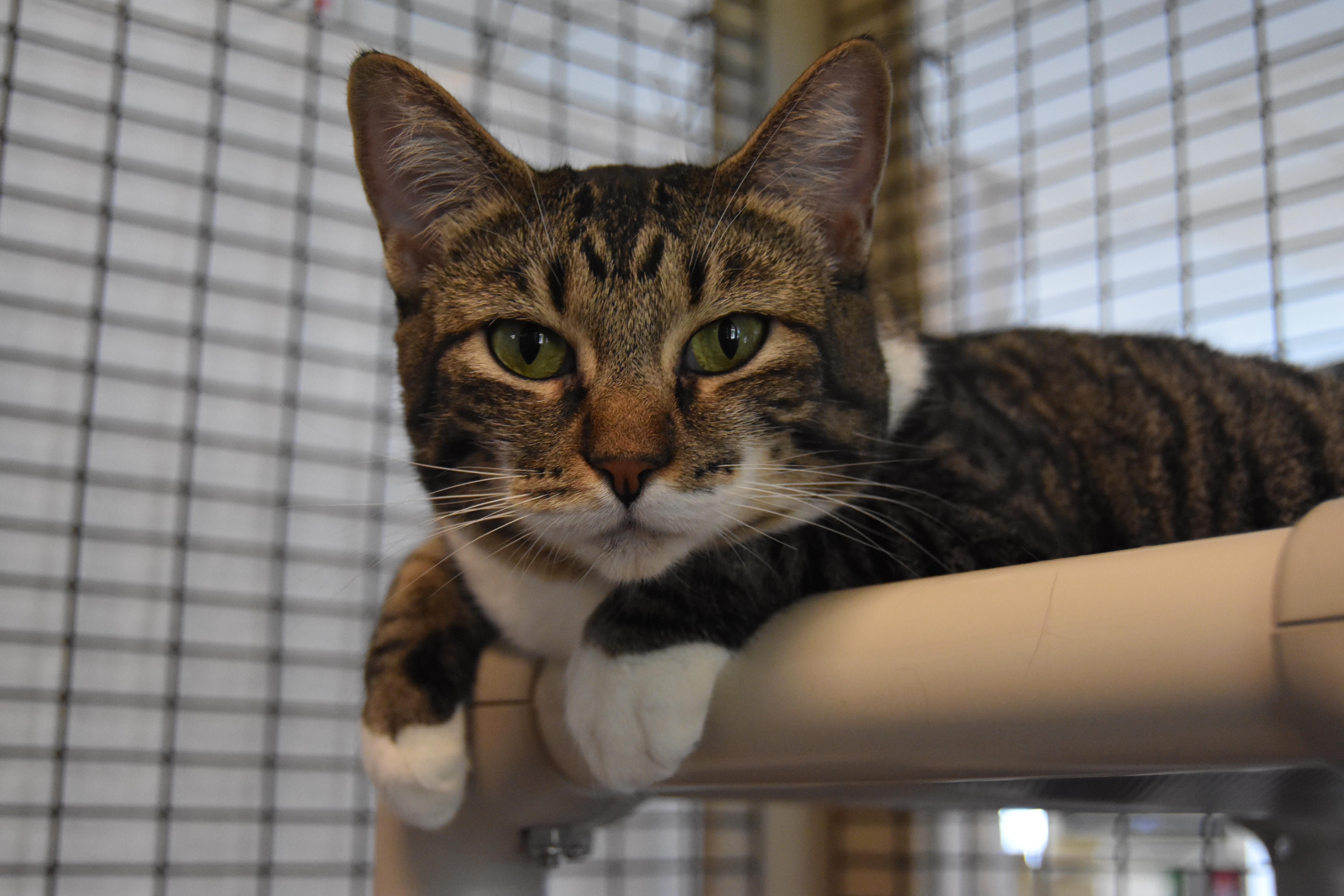 Mama Bitsy, Binky, Boots & Bubble, adoptable, Young Female Tabby & Abyssinian.