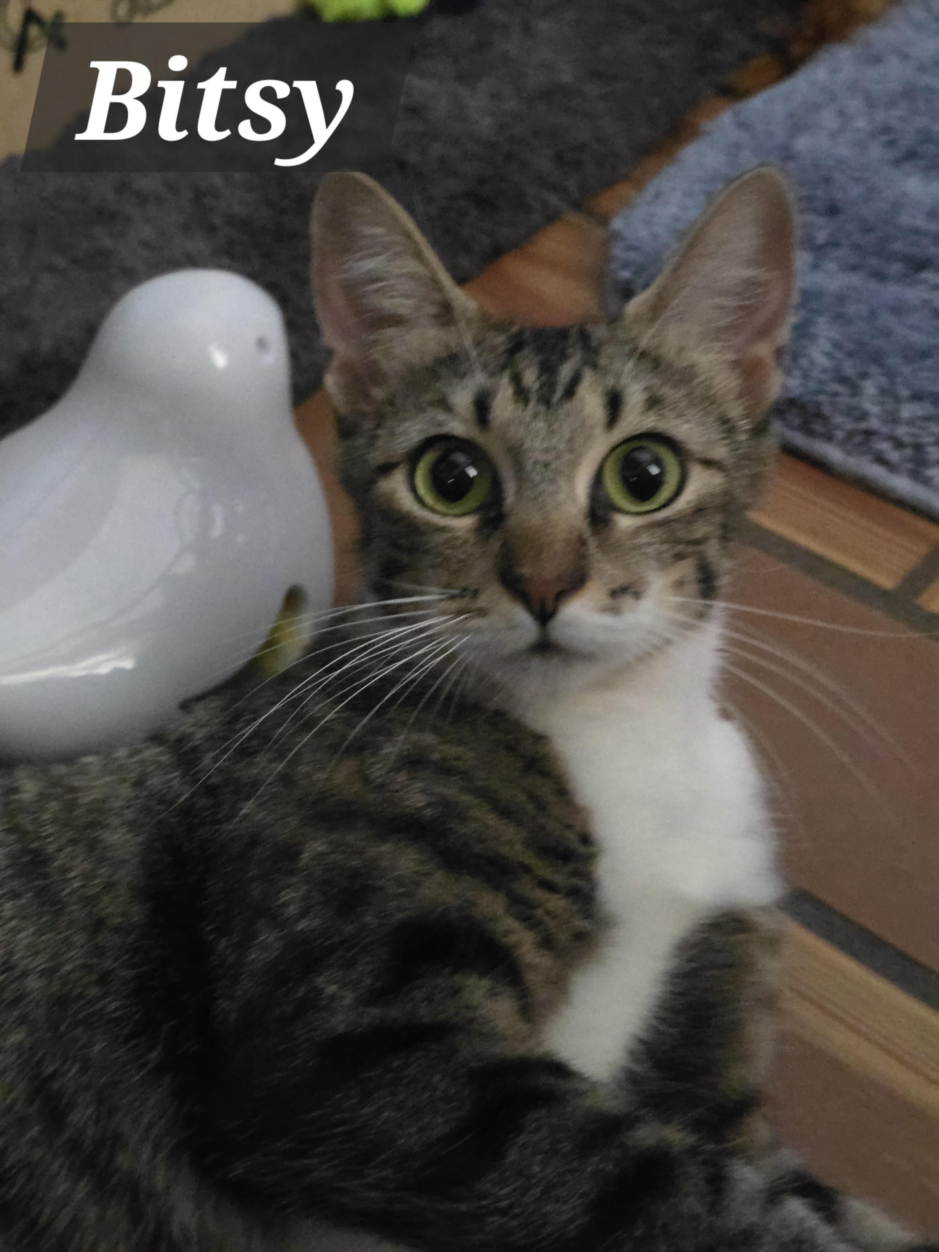 Enlarge Bitsy & Babies (Part 1), a Adoptable mixed breed in Redwood City, CA image 2/4