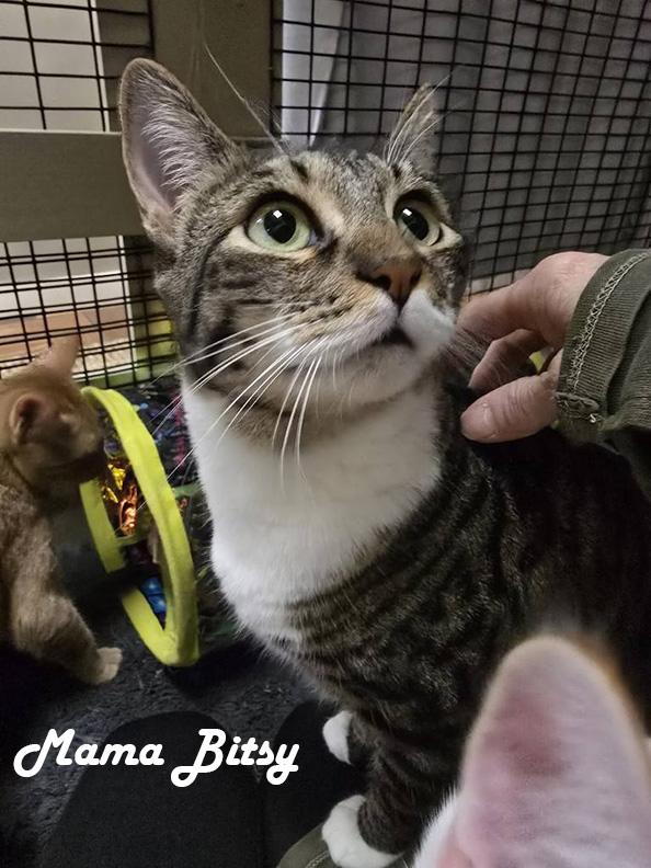 Mama Bitsy, Bunny, Little Bean, Binky, Boots & Bubble, adoptable, Young Female Abyssinian & Calico.