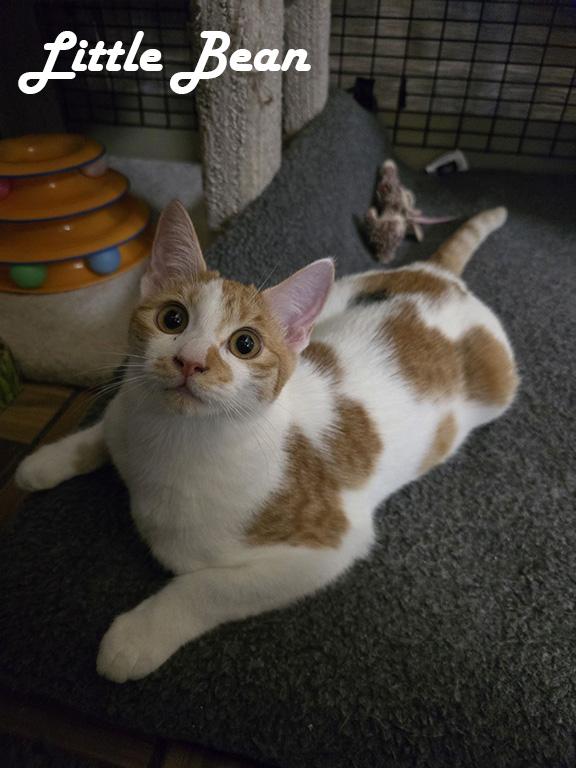 Enlarge Mama Bitsy, Bunny, Little Bean, Binky, Boots & Bubble, an adoptable mixed breed in Redwood City, CA image 3/6