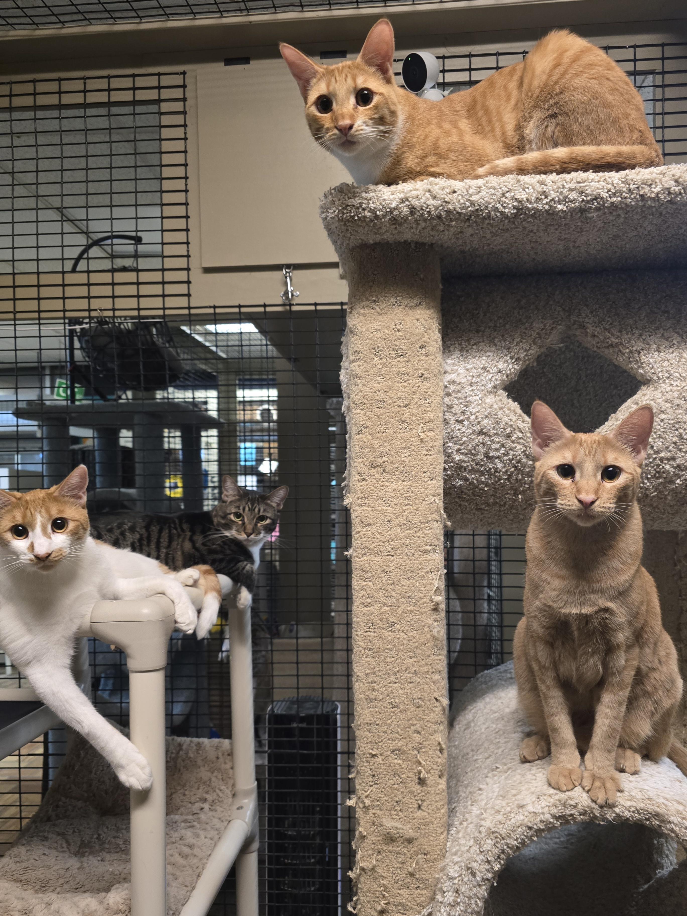 Enlarge Mama Bitsy, Binky, Boots & Bubble, a Adoptable mixed breed in Redwood City, CA image 3/6