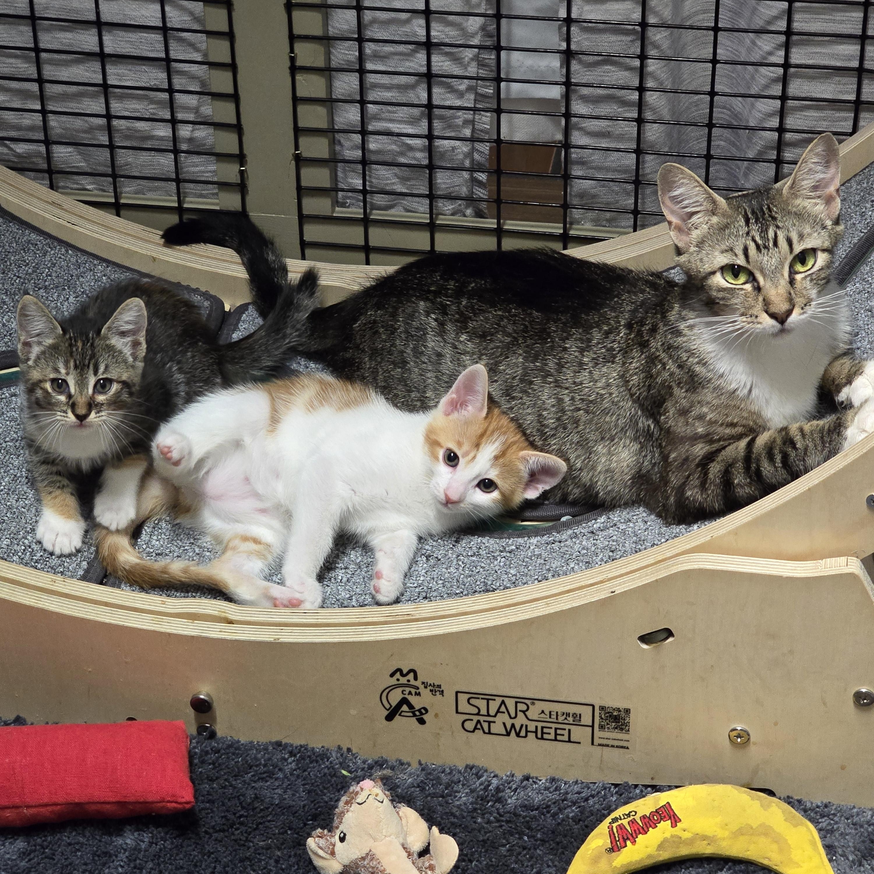Bitsy & Babies (Part 1), Adoptable, Kitten Female Domestic Short Hair & Abyssinian.