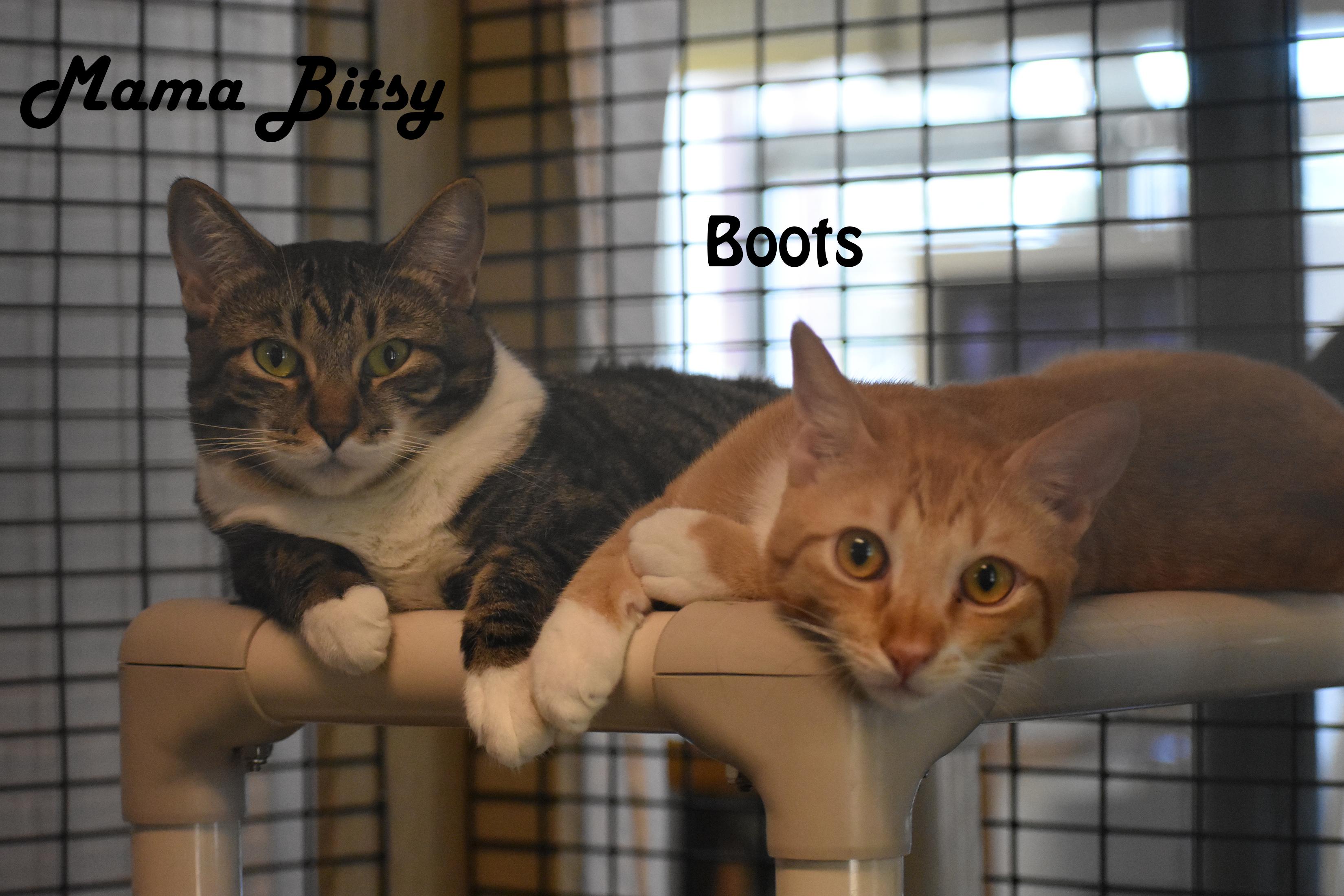 Mama Bitsy, Binky, Boots & Bubble, an adoptable mixed breed in Redwood City, CA image 2/5