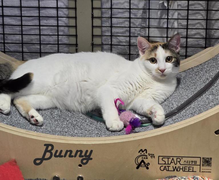 Enlarge Mama Bitsy, Bunny, Little Bean, Binky, Boots & Bubble, an adoptable mixed breed in Redwood City, CA image 2/6