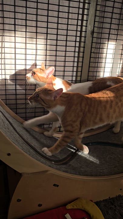 Enlarge Mama Bitsy, Binky, Boots & Bubble, a Adoptable mixed breed in Redwood City, CA video 5/6