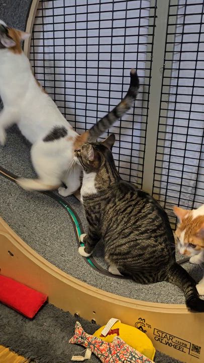 Enlarge Mama Bitsy, Binky, Boots & Bubble, an adoptable mixed breed in Redwood City, CA video 5/5