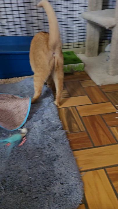 Enlarge Mama Bitsy, Binky, Boots & Bubble, an adoptable mixed breed in Redwood City, CA video 5/5