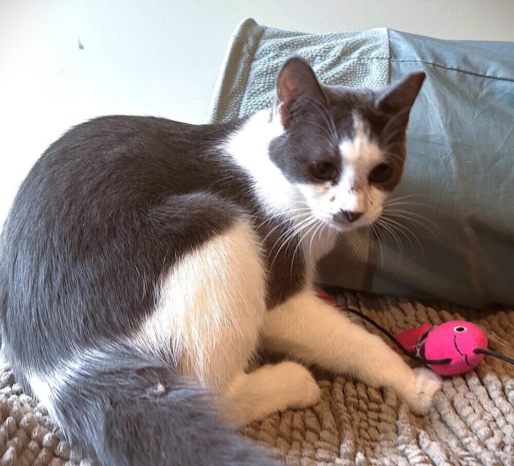 Mochi copy #1, Adoptable, Kitten Female Domestic Short Hair.