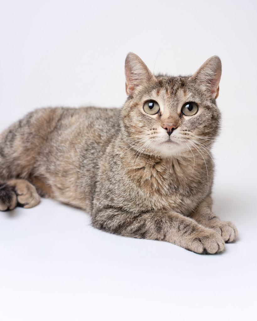 Enlarge Rose, a Adopted mixed breed in Boone, IA image 1/1