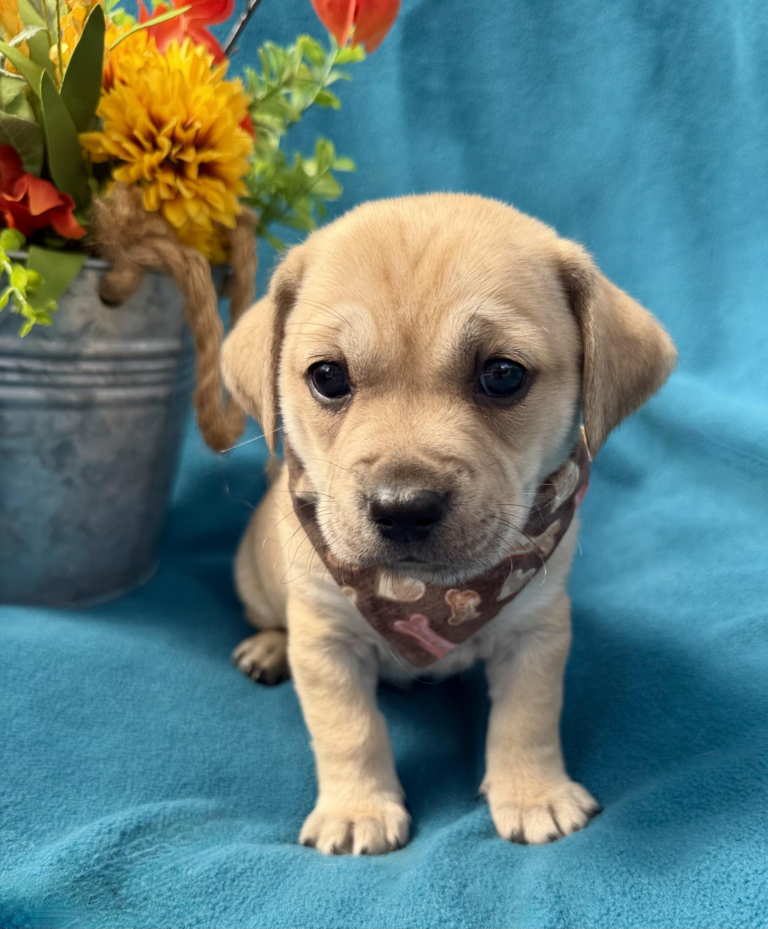 Enlarge Sizzle, a ADOPTABLE mixed breed in Corona Del Mar, CA image 1/1