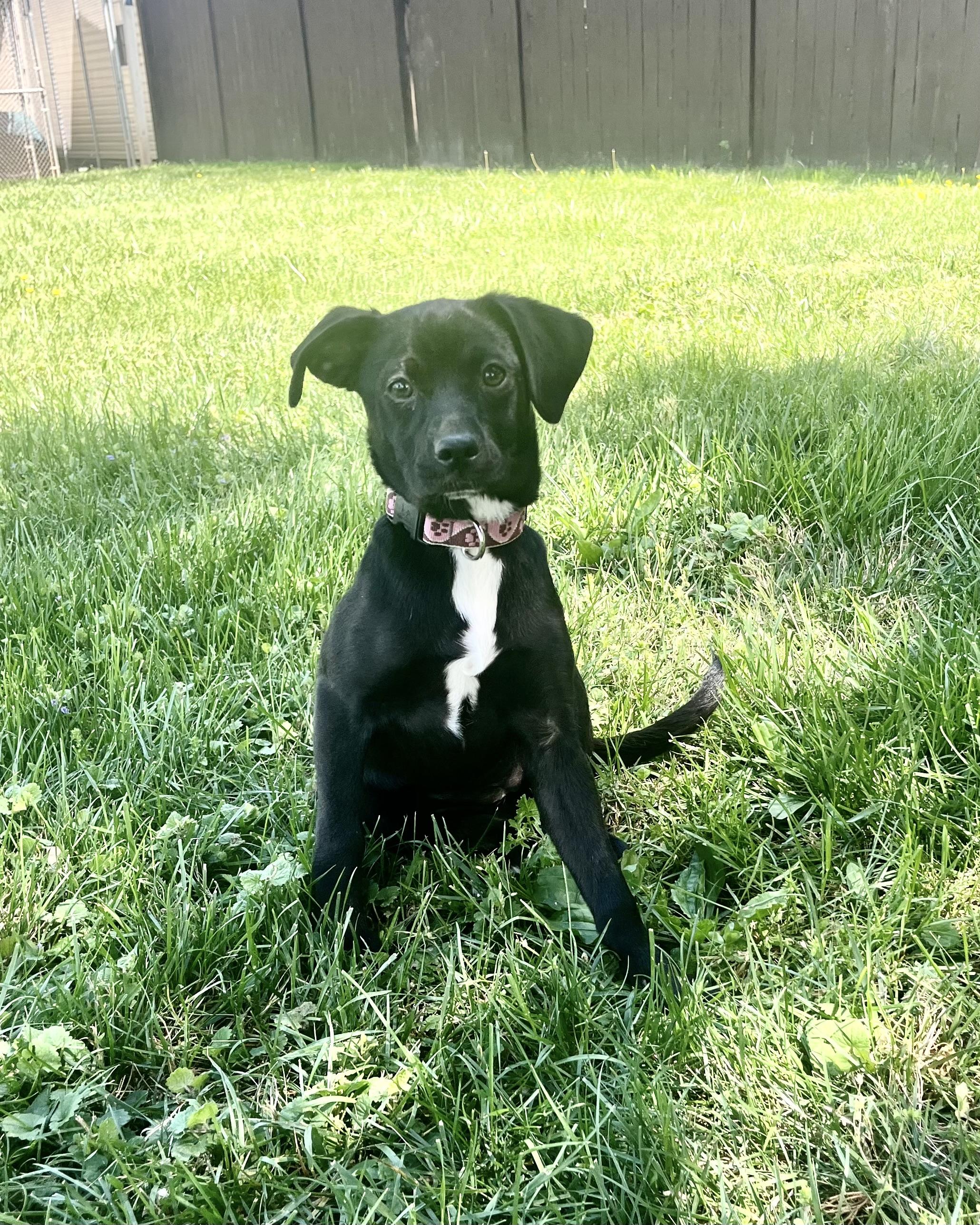 Chanel, an adopted mixed breed in Fairfax, VA image 2/5