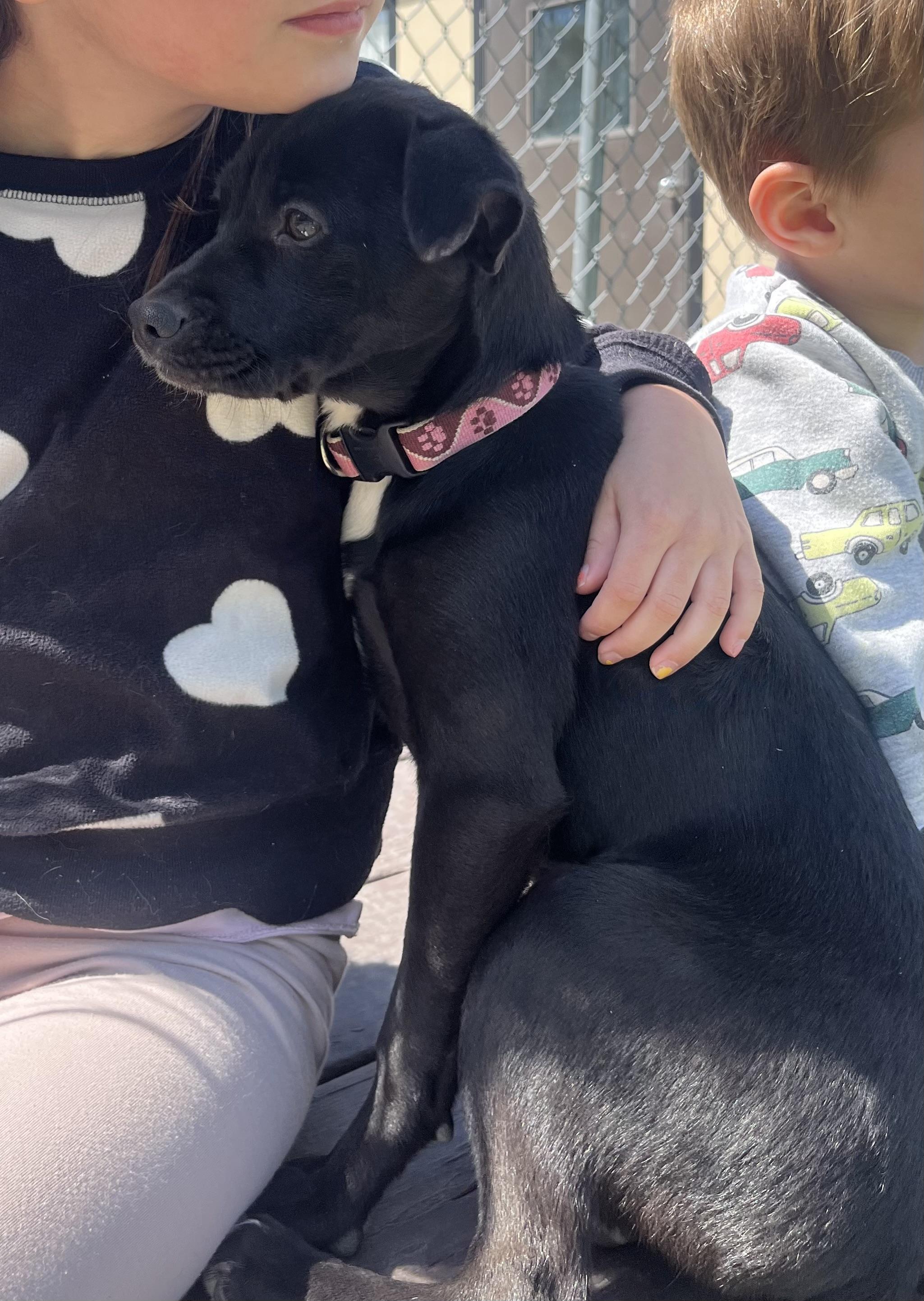 Chanel, an adopted mixed breed in Fairfax, VA image 4/5